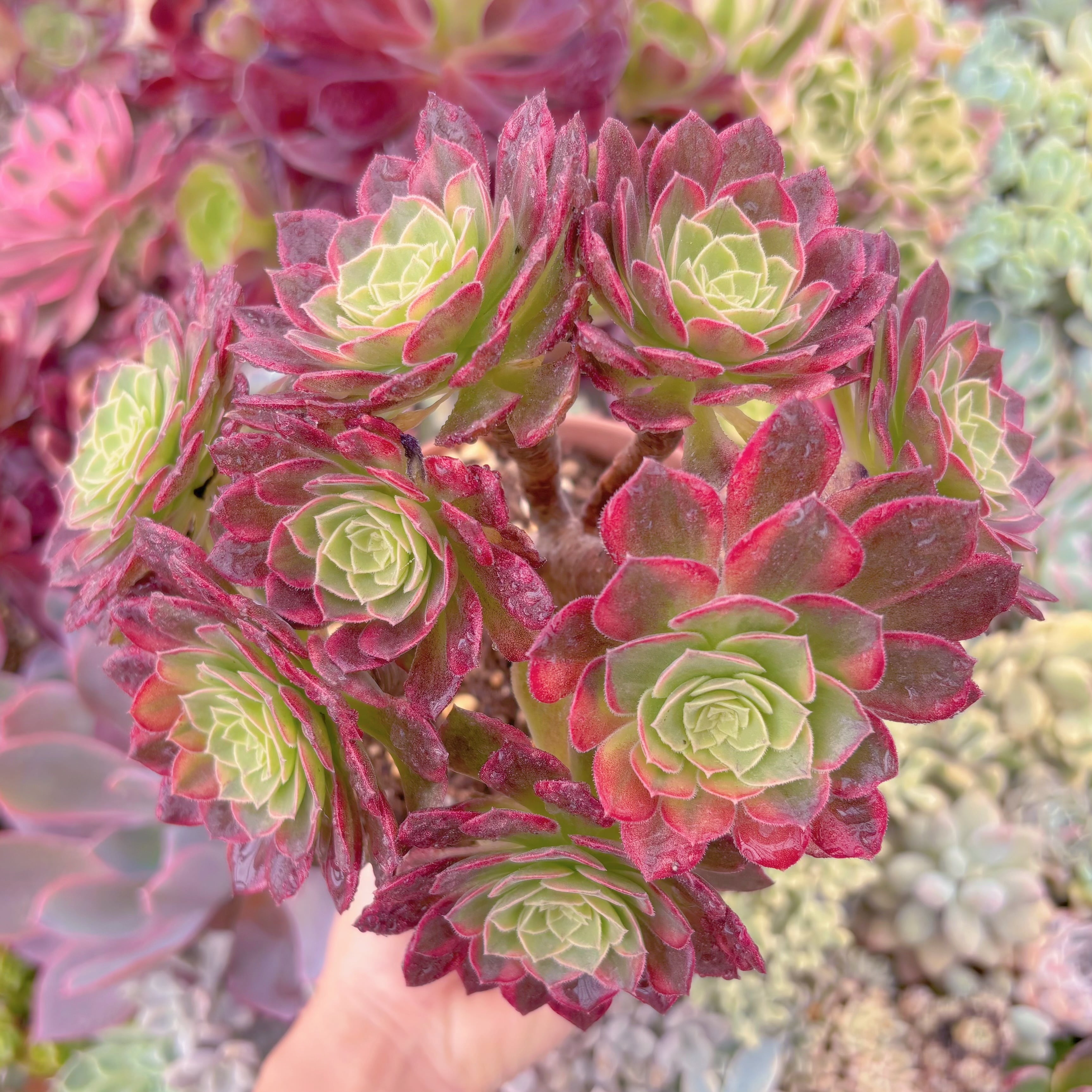 現品　フェスティバル錦#B45　大群生　るる農園