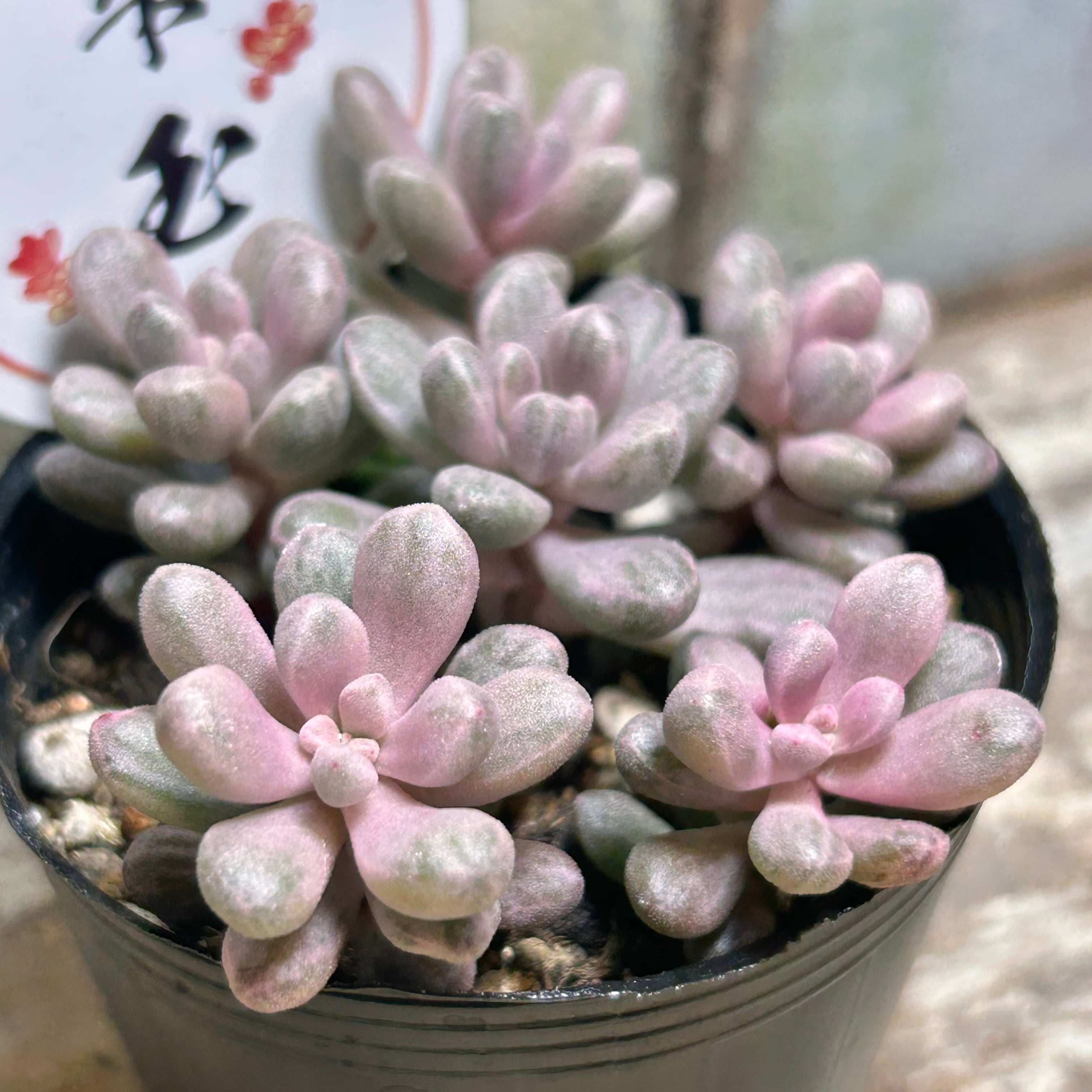 ウェディングドレス錦 アエオニウム | RuPo 多肉植物専門店