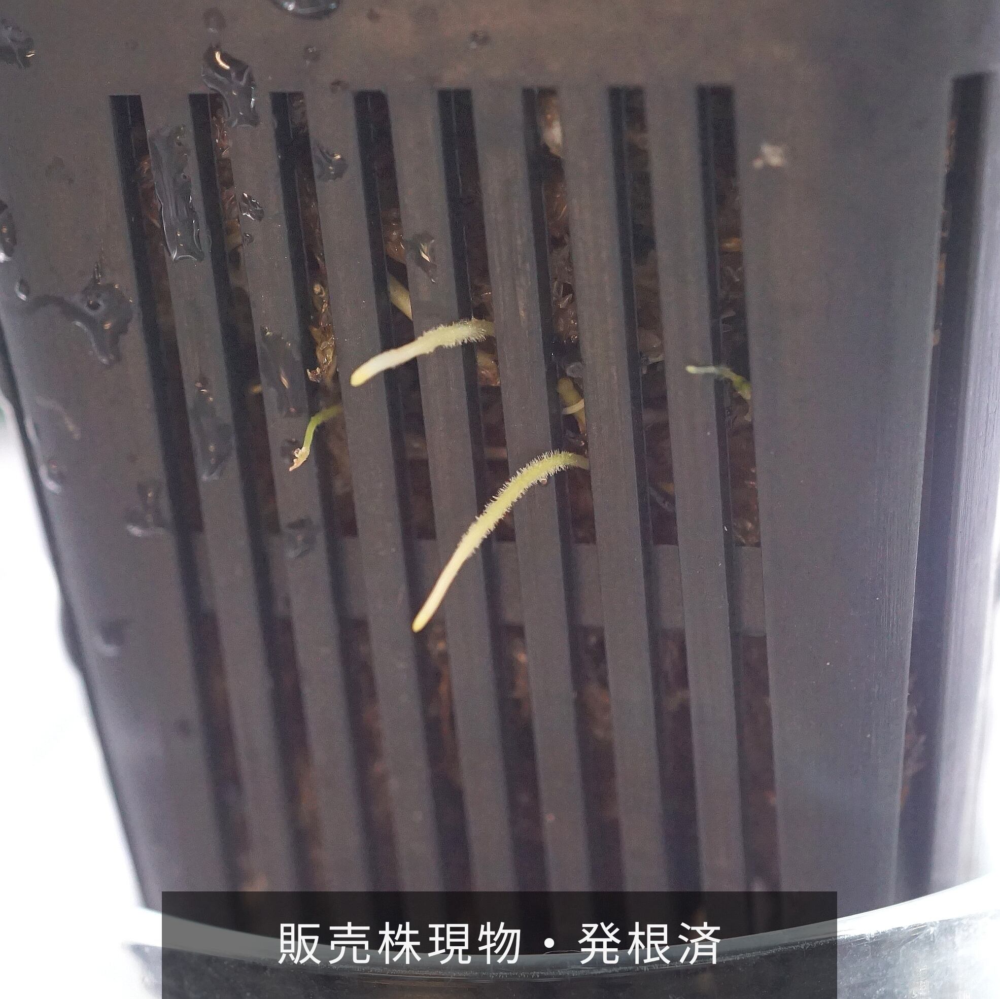 ホマロメナsp.“濡烏” Homalomena【LA0518-02】No-002 | ブルー