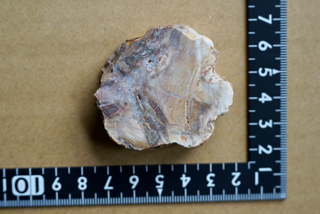 珪化木 Araucarioxylon 23