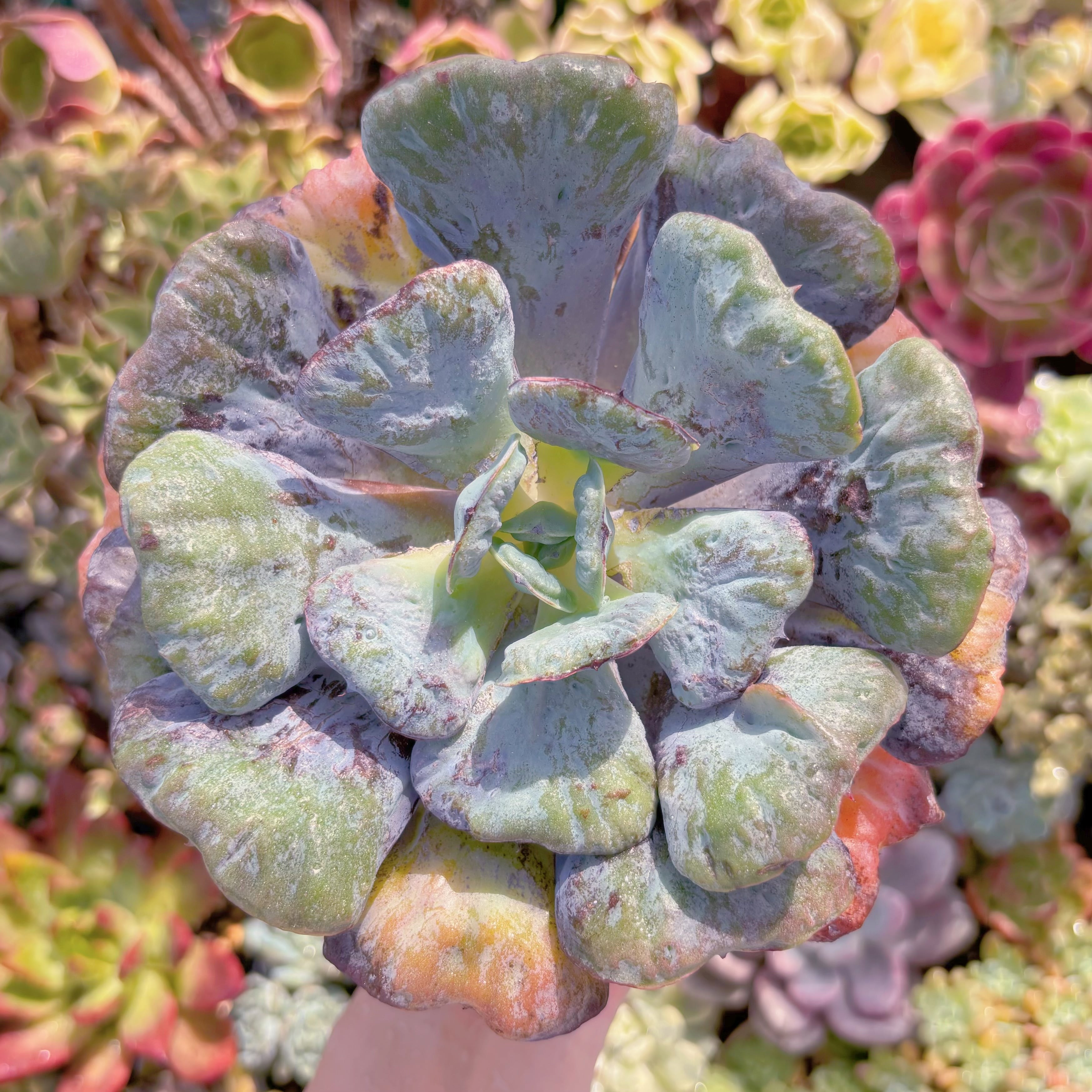 多肉植物 ハートディライト 大苗 新入荷 るる農園 | るる農園~多肉植物専門