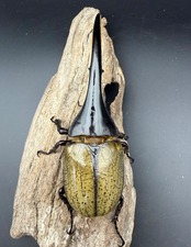 《ヘラクレス・ヘラクレス 147mm ペア》