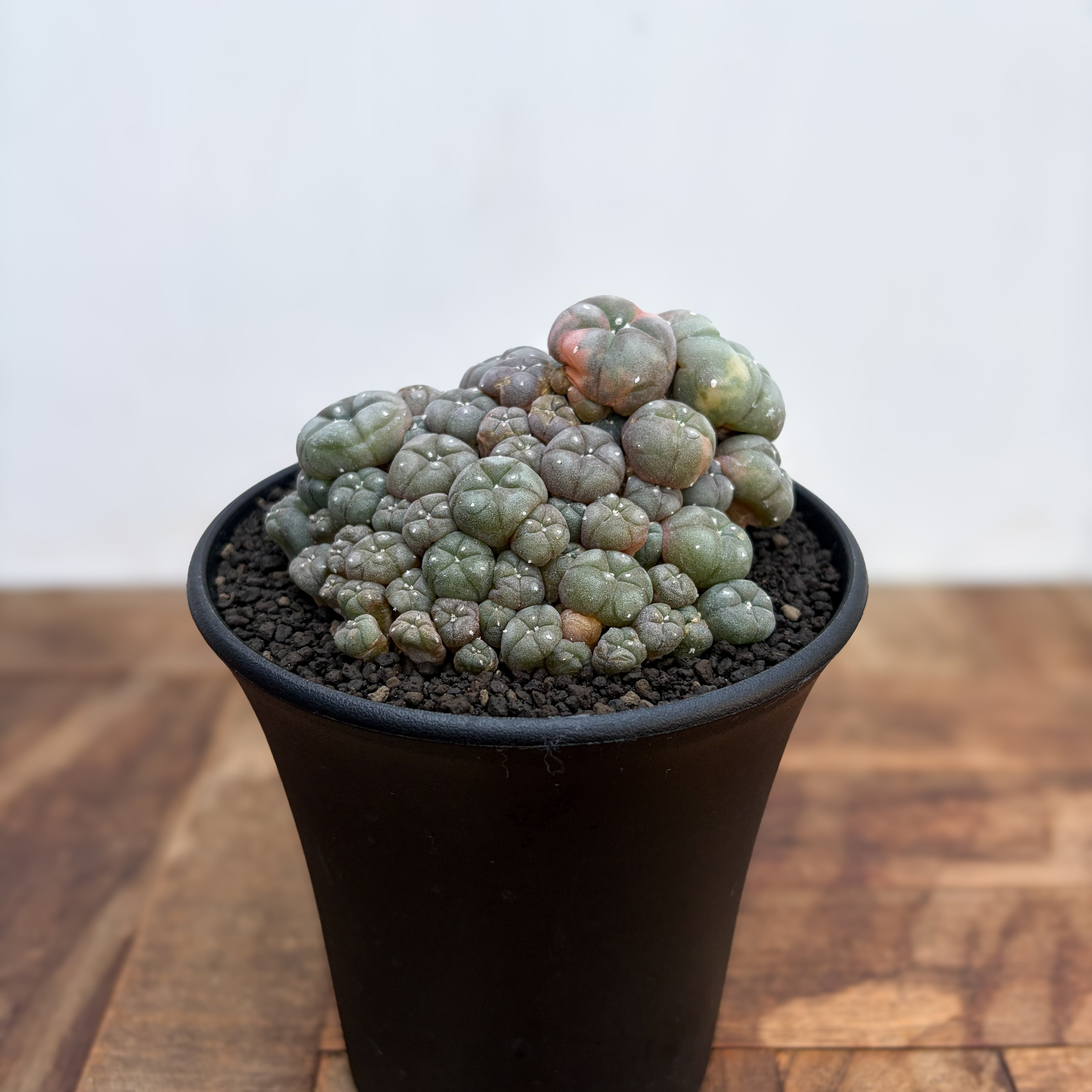 SABOTEN | RIMO'S GREEN 【Saboten & Succulent】