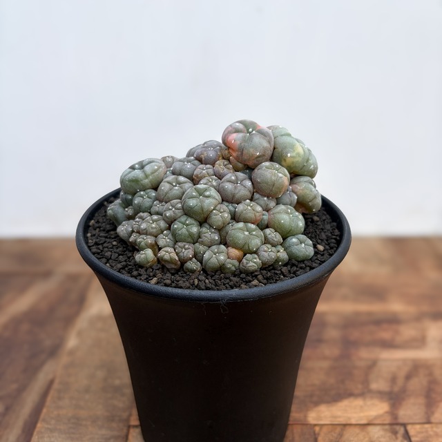 Lophophora williamsii variegata【ロフォフォラ・仔吹烏羽玉錦】