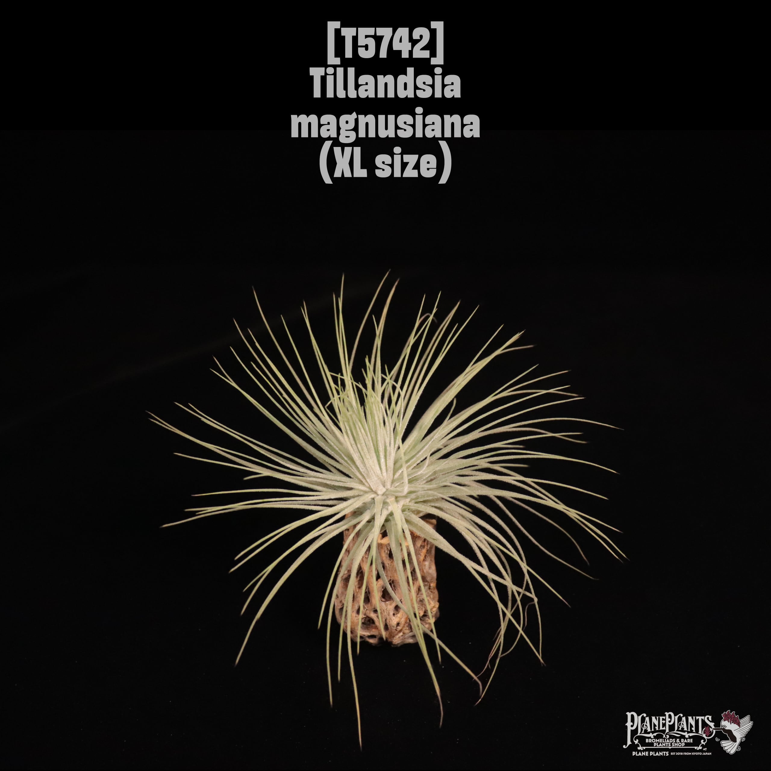 送料無料】mauryana〔エアプランツ〕現品発送T1078 | plane plants