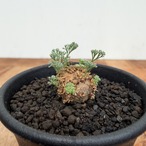 Monsonia peniculina 【モンソニア・ペニクリナム・実生】