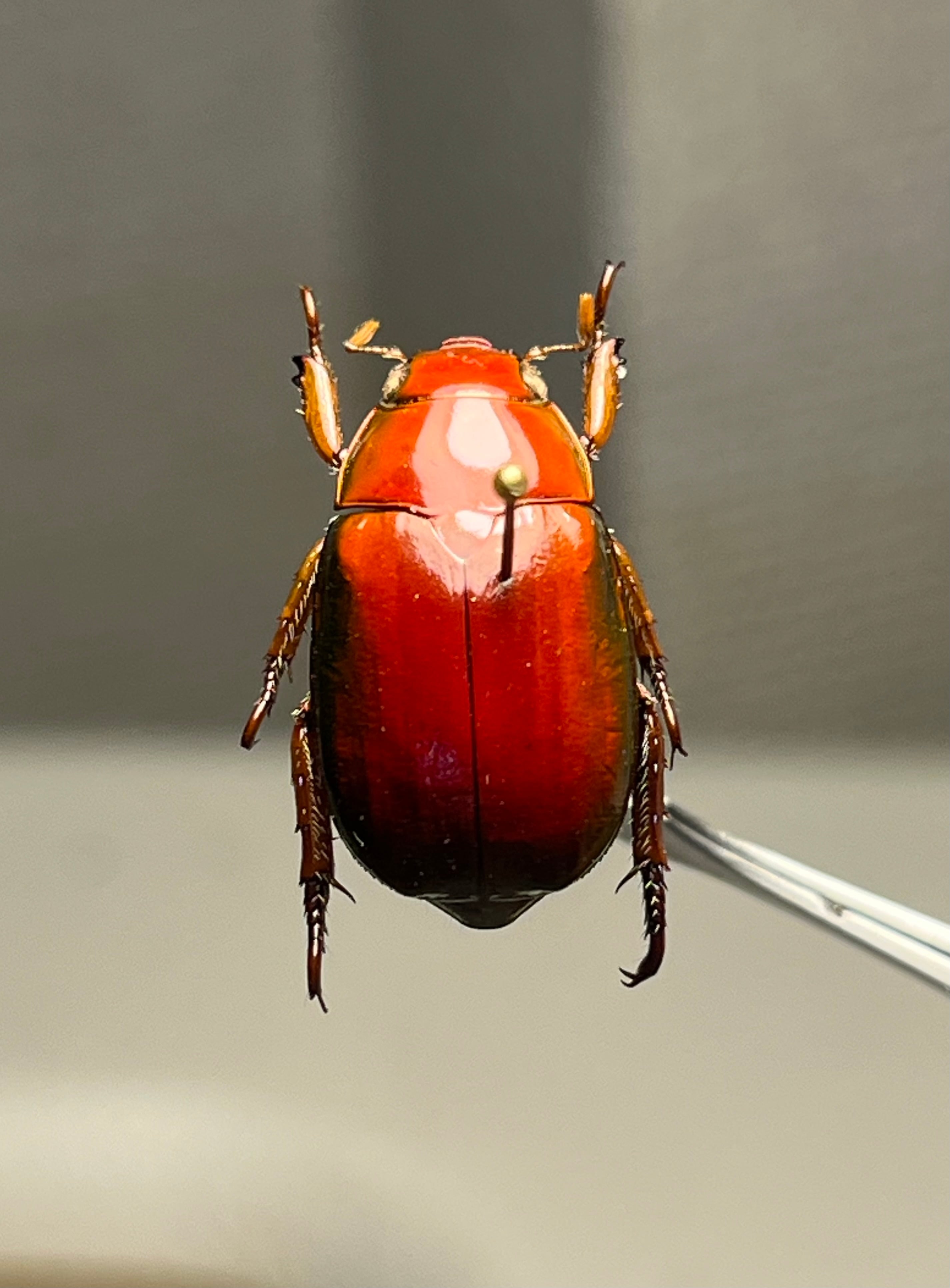 属内2位】スネブトタマオシコガネ スカラベ糞虫フンチュウ昆虫標本