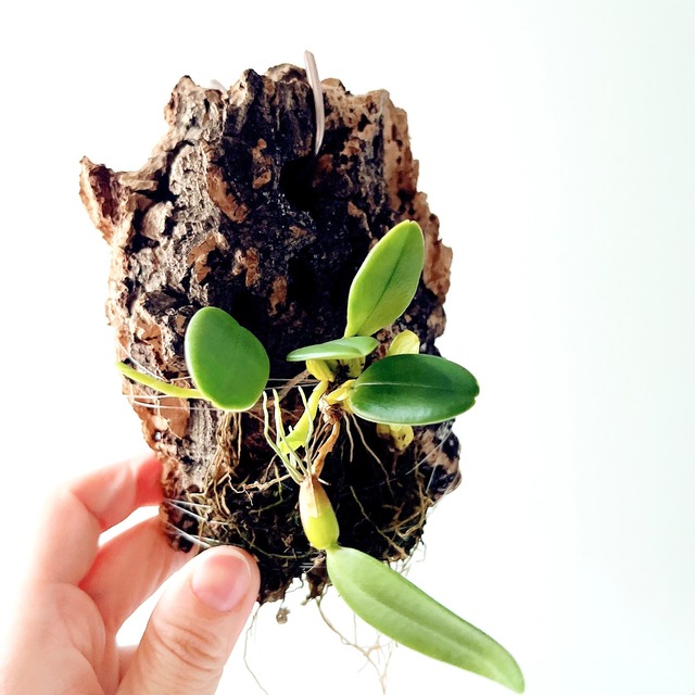 Bulbophyllum lasiochilum var. flava（バルボフィラム・ラシオキラム フォーマ フラバ）コルク付け洋ラン calm cafe