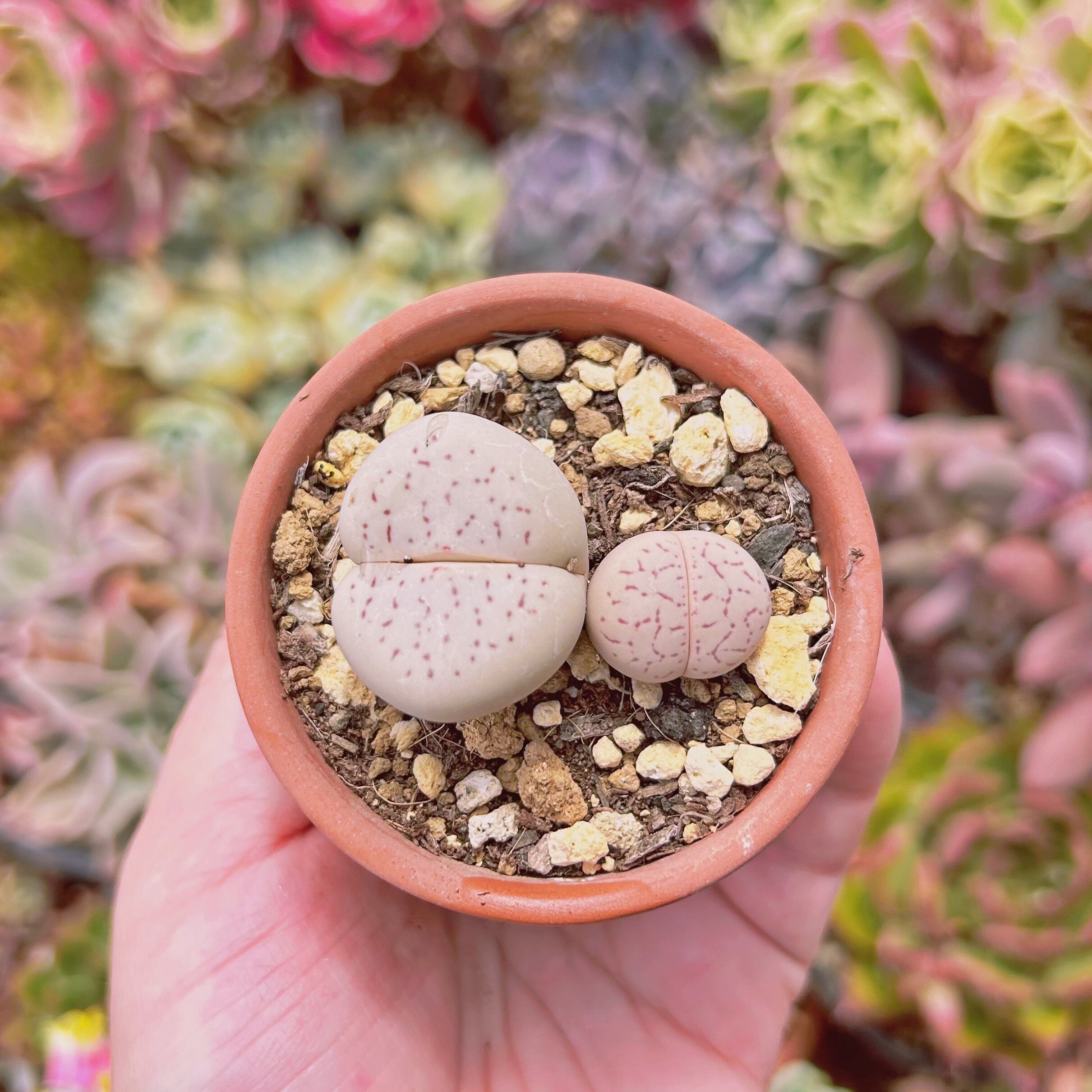 #2206現物　多肉植物　綾耀玉　鉢のまま発送