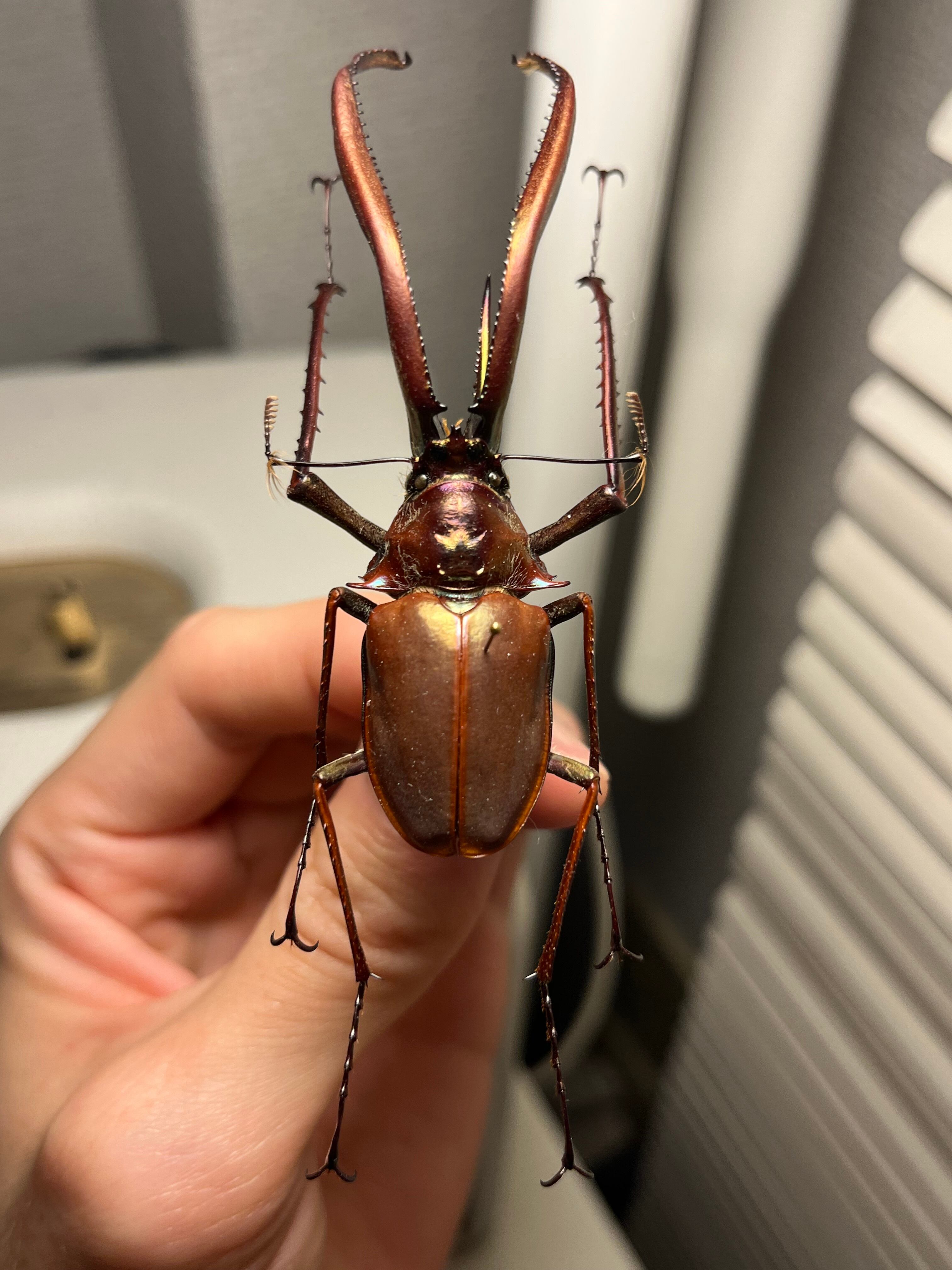 70mm】ルリオニカミキリ ムラサキオニノコギリカミキリ