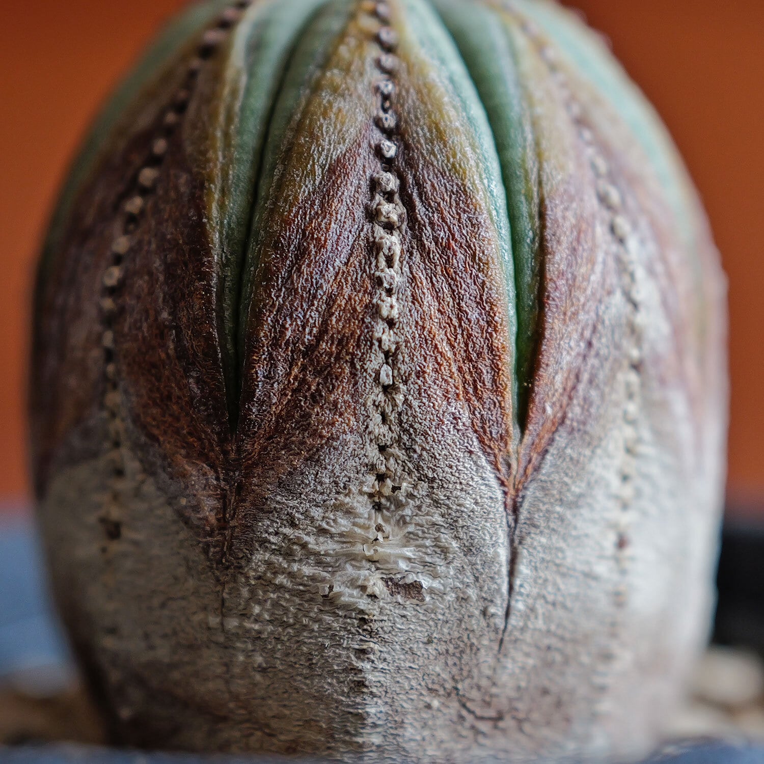 超厳選株】超美模様 木質化 マイクロ オベサ / ユーフォルビア