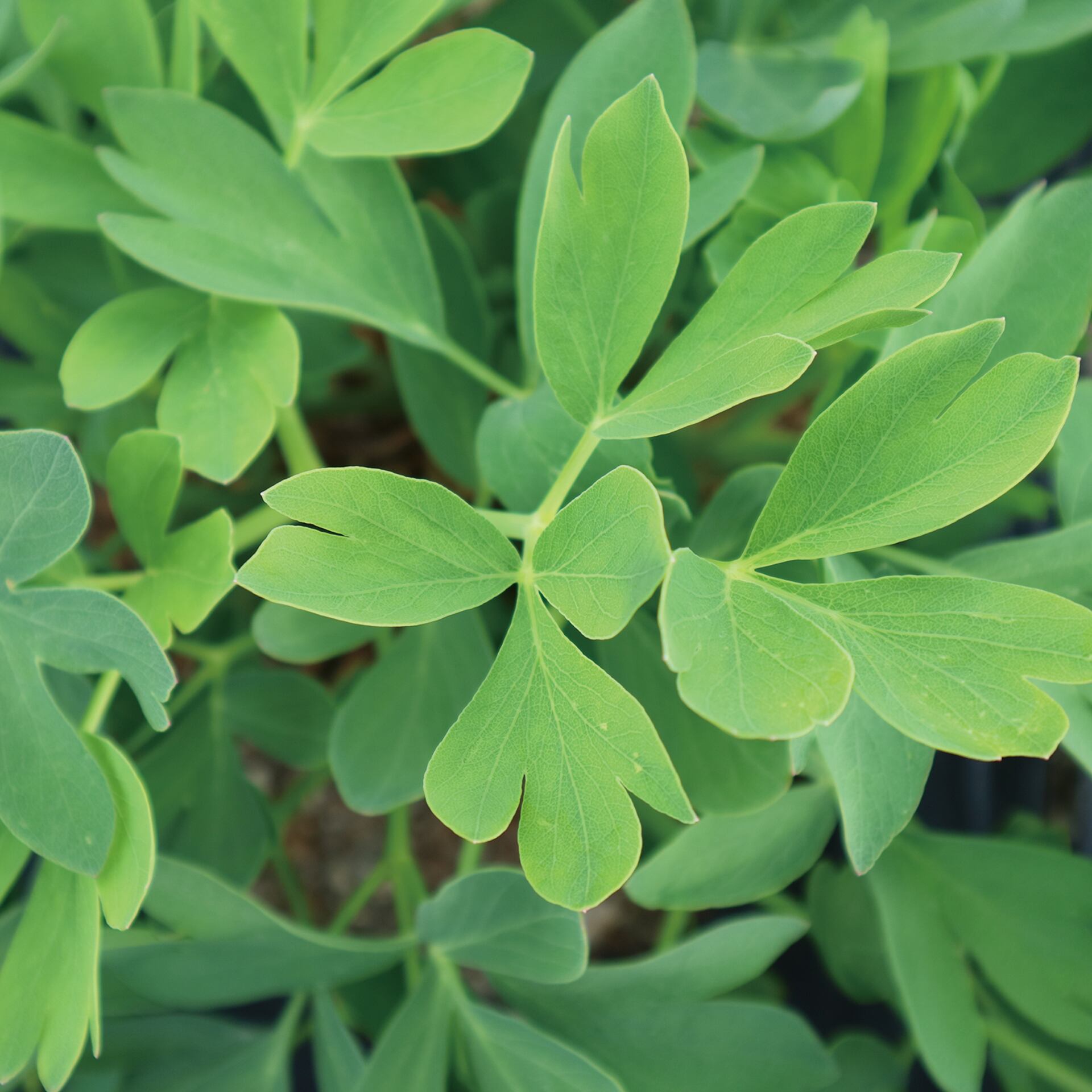 しょうどしま長命草粉末<(株)高橋商店>