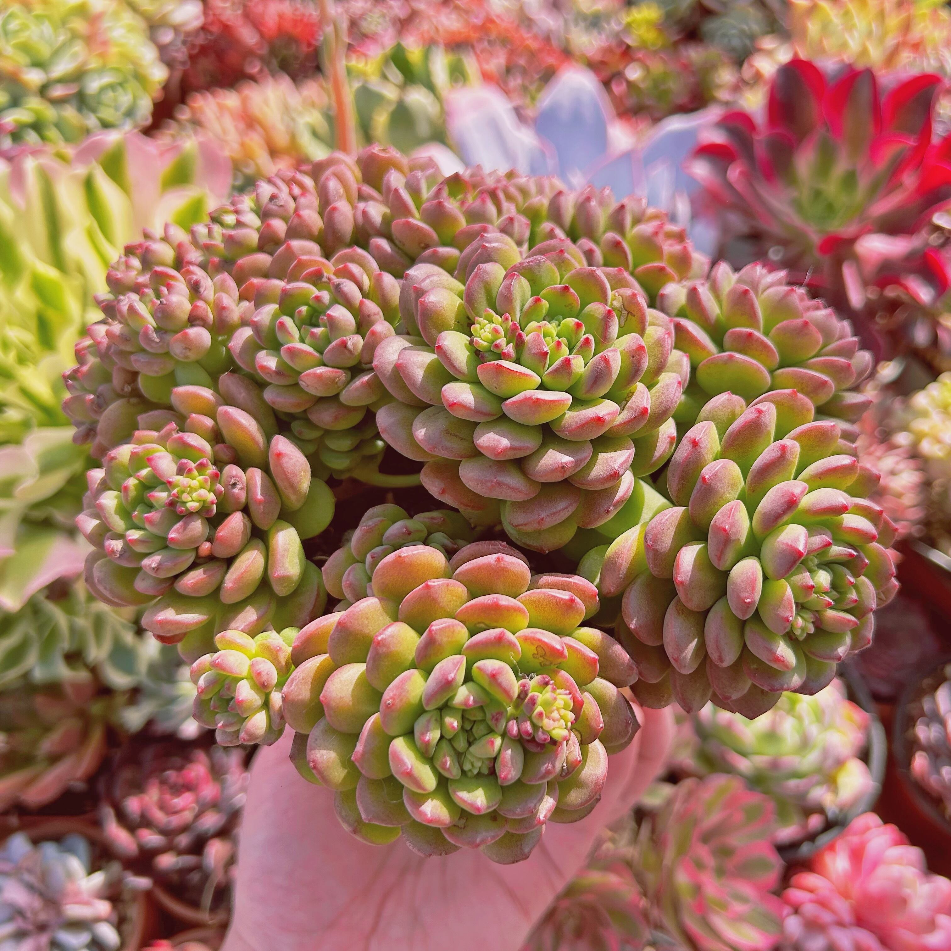 多肉植物　Sedum  coco様仮専用　❀お任せ❀ 多肉植物 Sedum coco様仮専用 ❀お任せ❀ 多肉植物 Sedum coco様仮専用