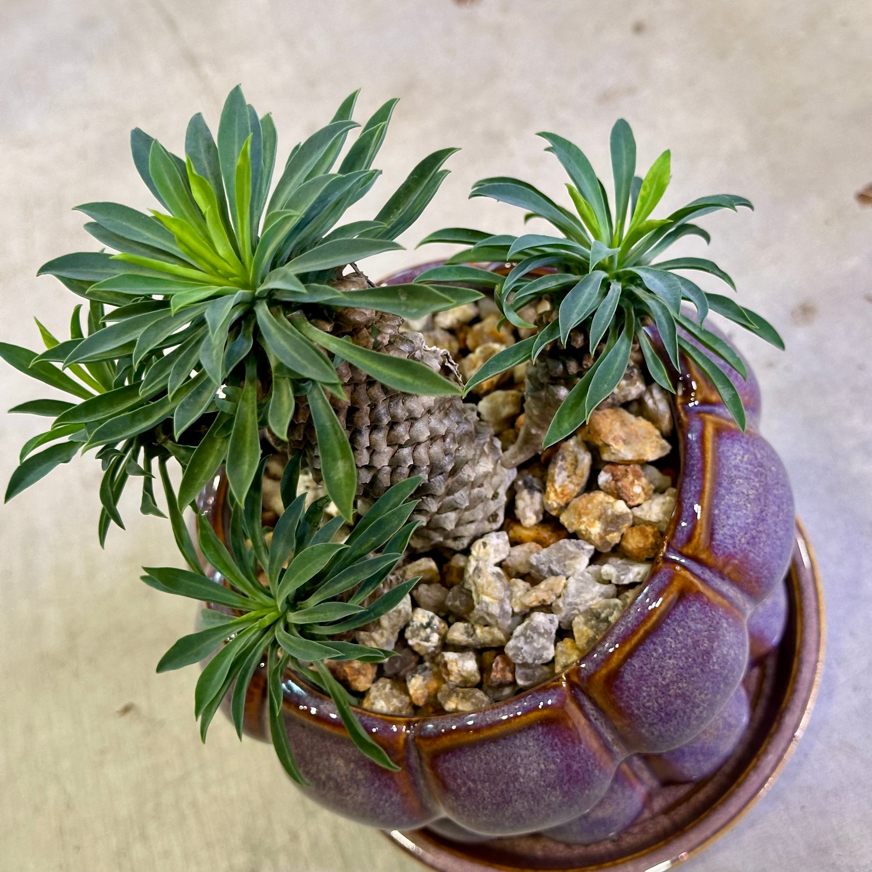 パイナップルコーン（ソテツキリン） | barrelplants_BONSAI