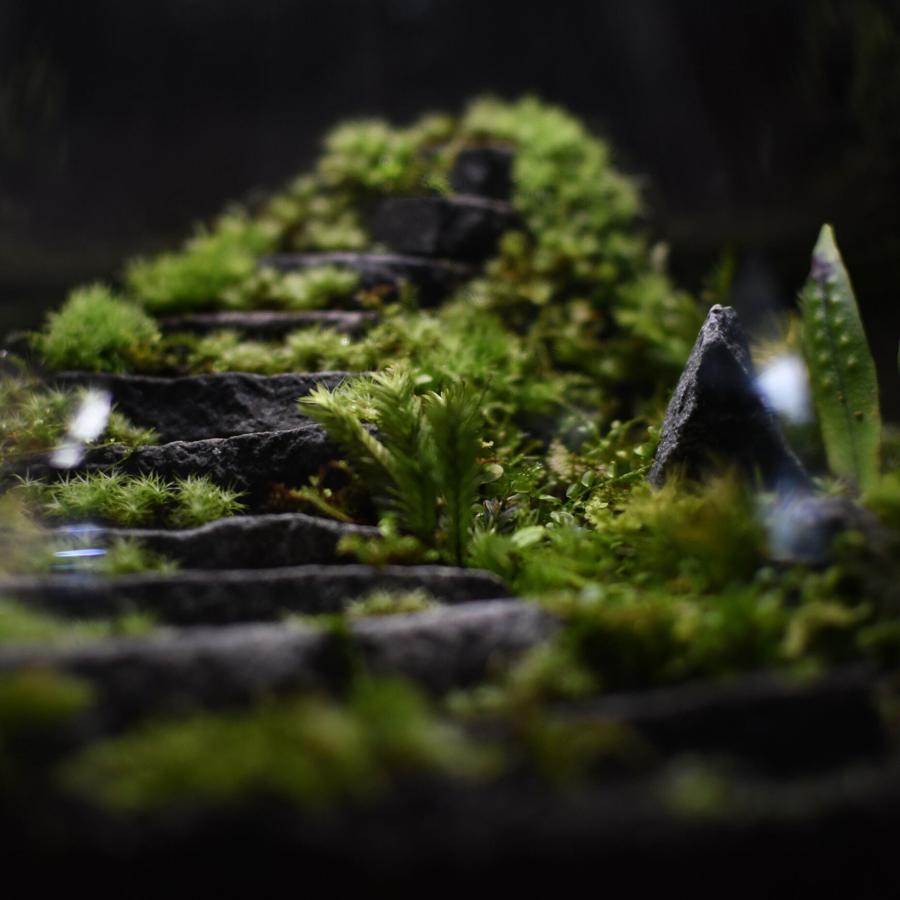 オーダー参考】石段のある苔テラリウム mosslight-LED | 苔テラリウム
