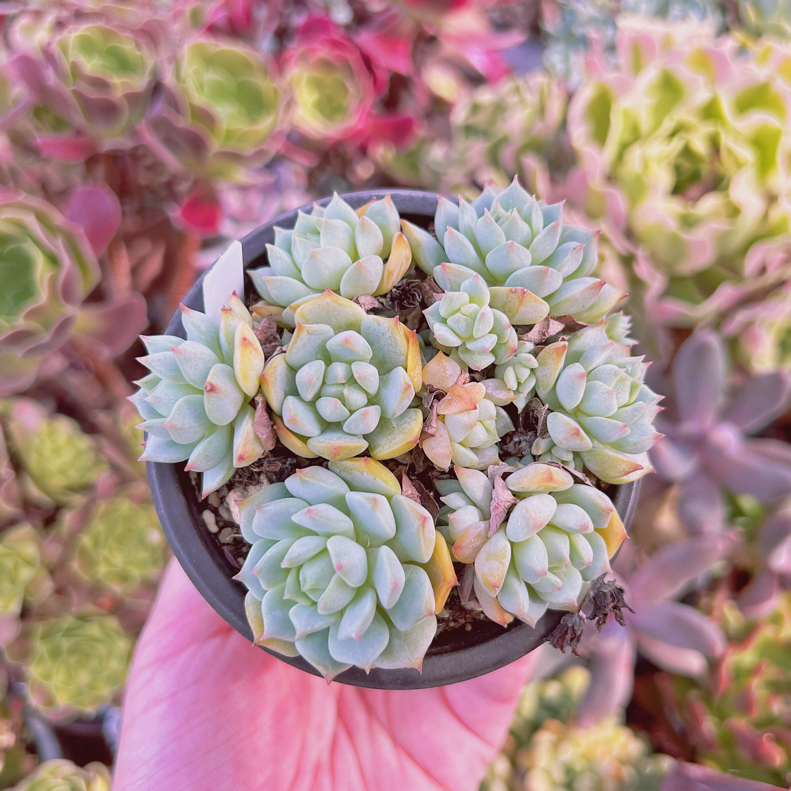 #636現物　多肉植物　桜花