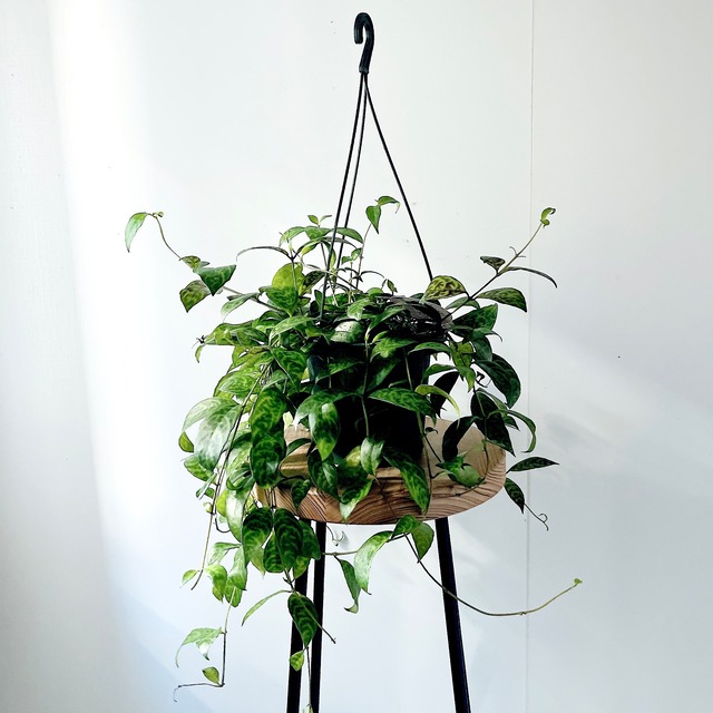 《希少》エスキナンサス マルモラタス 観葉植物 calm cafe