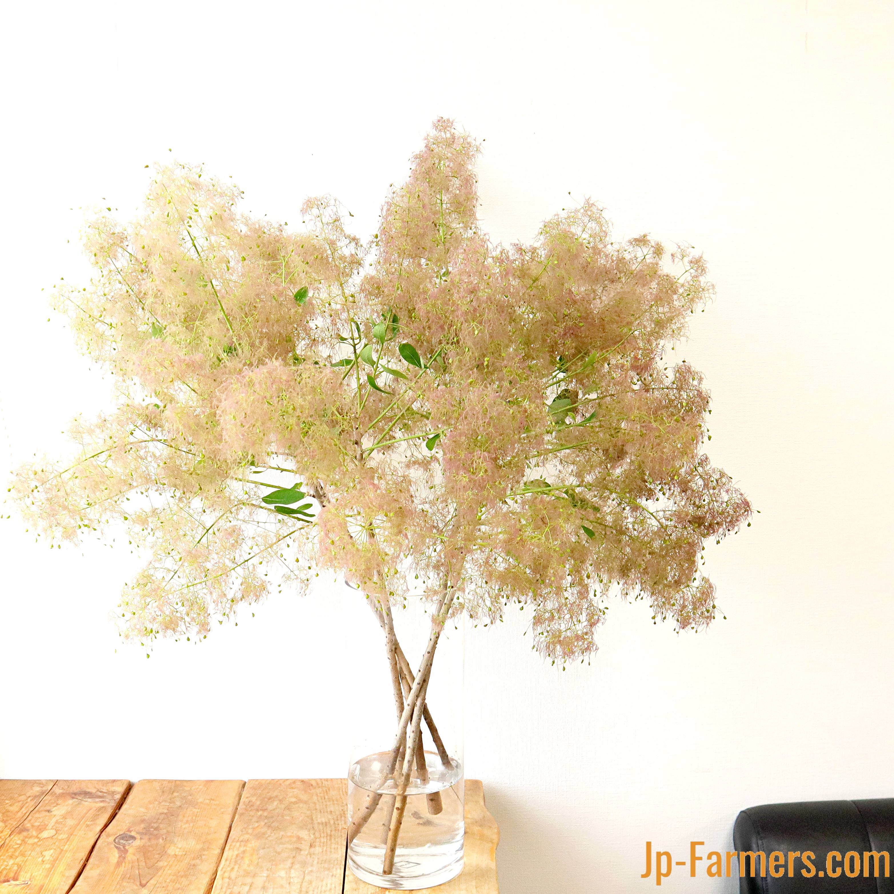 スモークツリー出荷中！ スモークツリー出荷中！