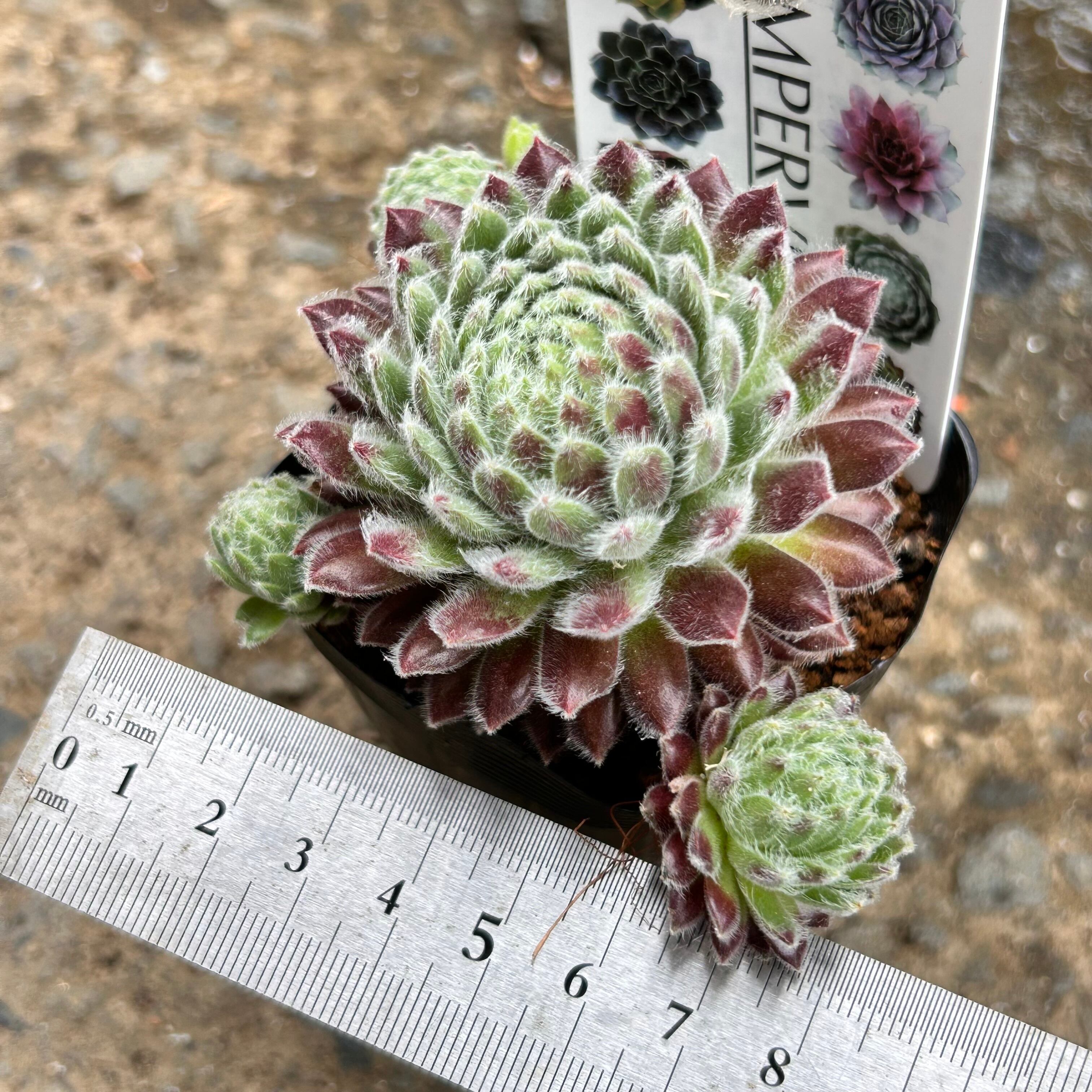 ヒルツムベアンスキ センペル | RuPo 多肉植物専門店
