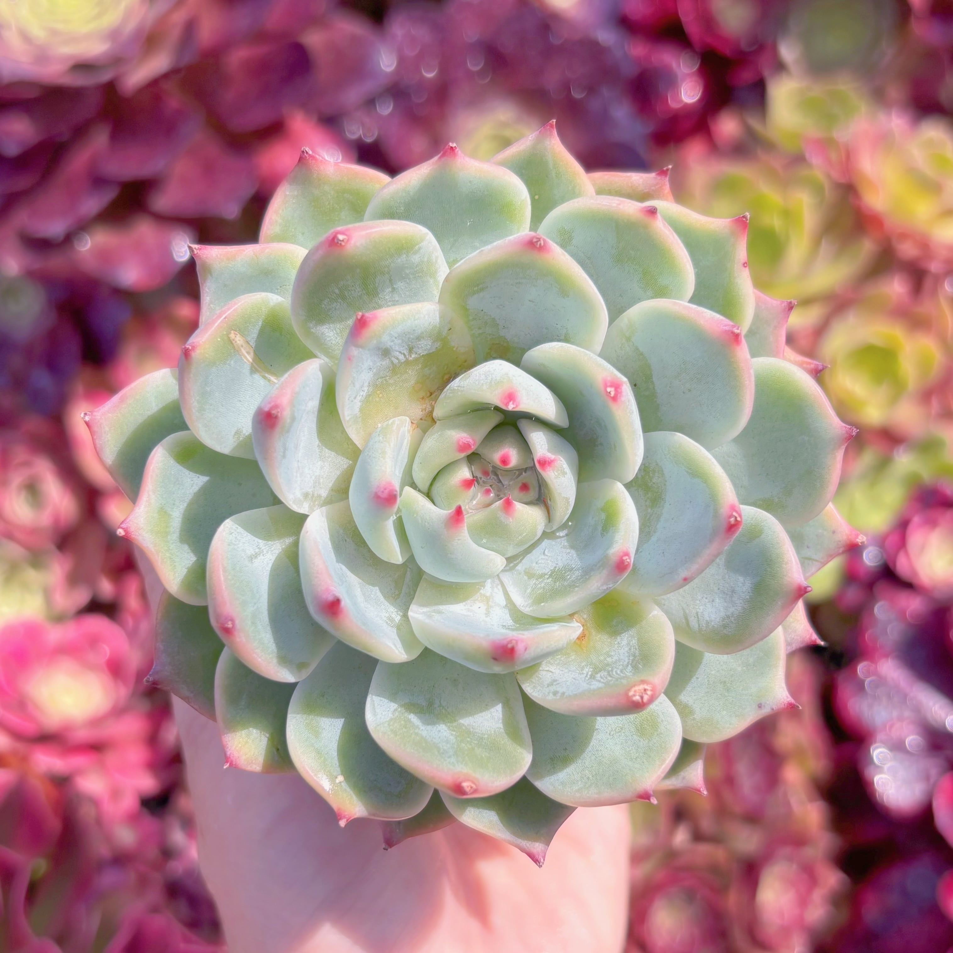 多肉植物　チワワ　新入荷　るる農園