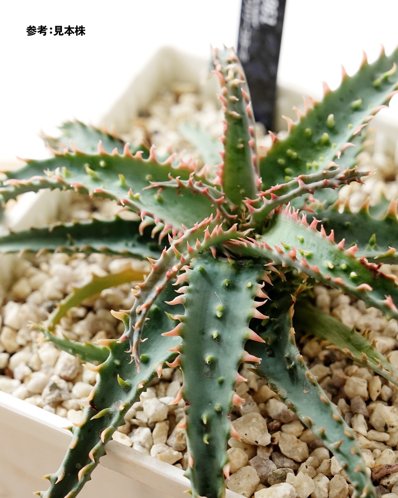 抜き苗 アロエ ワイリーコヨーテ Aloe 'Wily Coyotee'