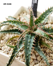 抜き苗 アロエ ワイリーコヨーテ Aloe 'Wily Coyotee'