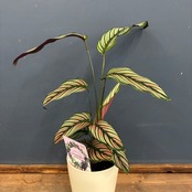 【新着3日限定10%OFF】カラテア　ホワイトスター【1001】