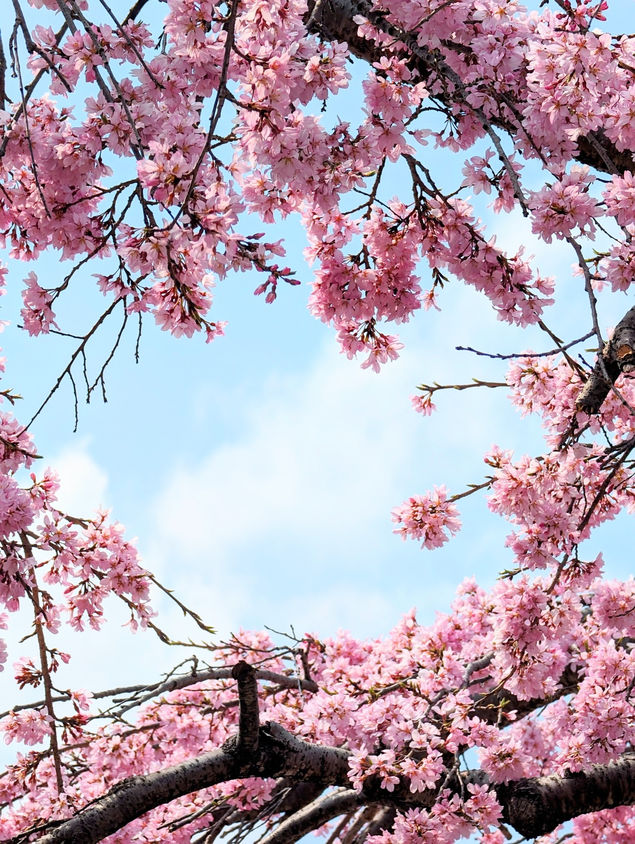 【ston様専用※おまけ付き】フローライト  Damaraland, Kunene, Namibia　 AS95900406