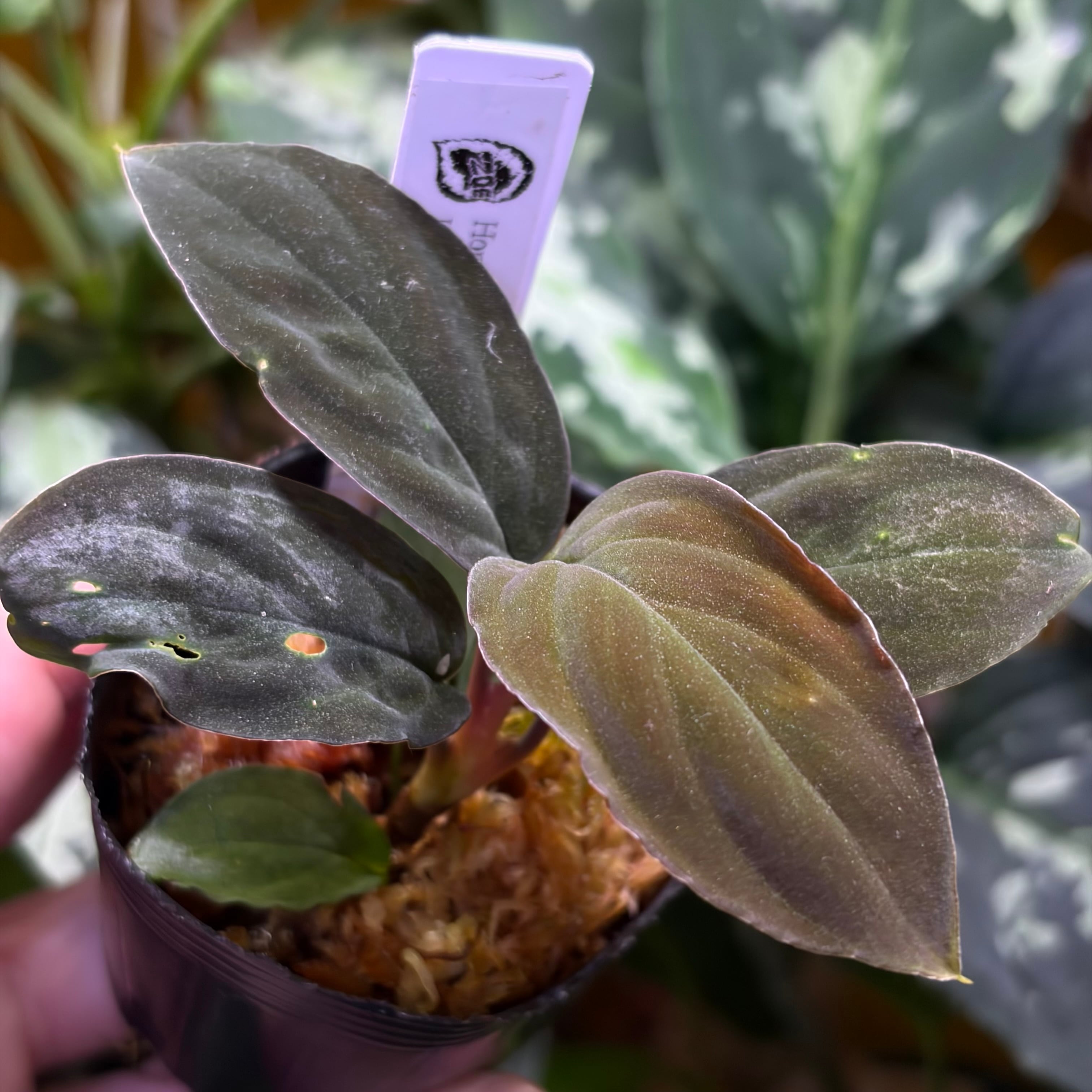 Homalomena sp. 花緑青 Tapanuli Selatan 【ZOE1025-4p】 銀葉細葉個体