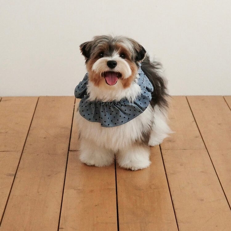 OHDIBS】 | ropet
