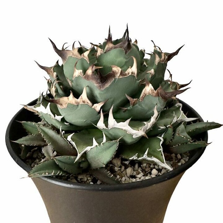 agave titanota アガベ チタノタ 【子株5つ付き】【観葉植物】【多肉