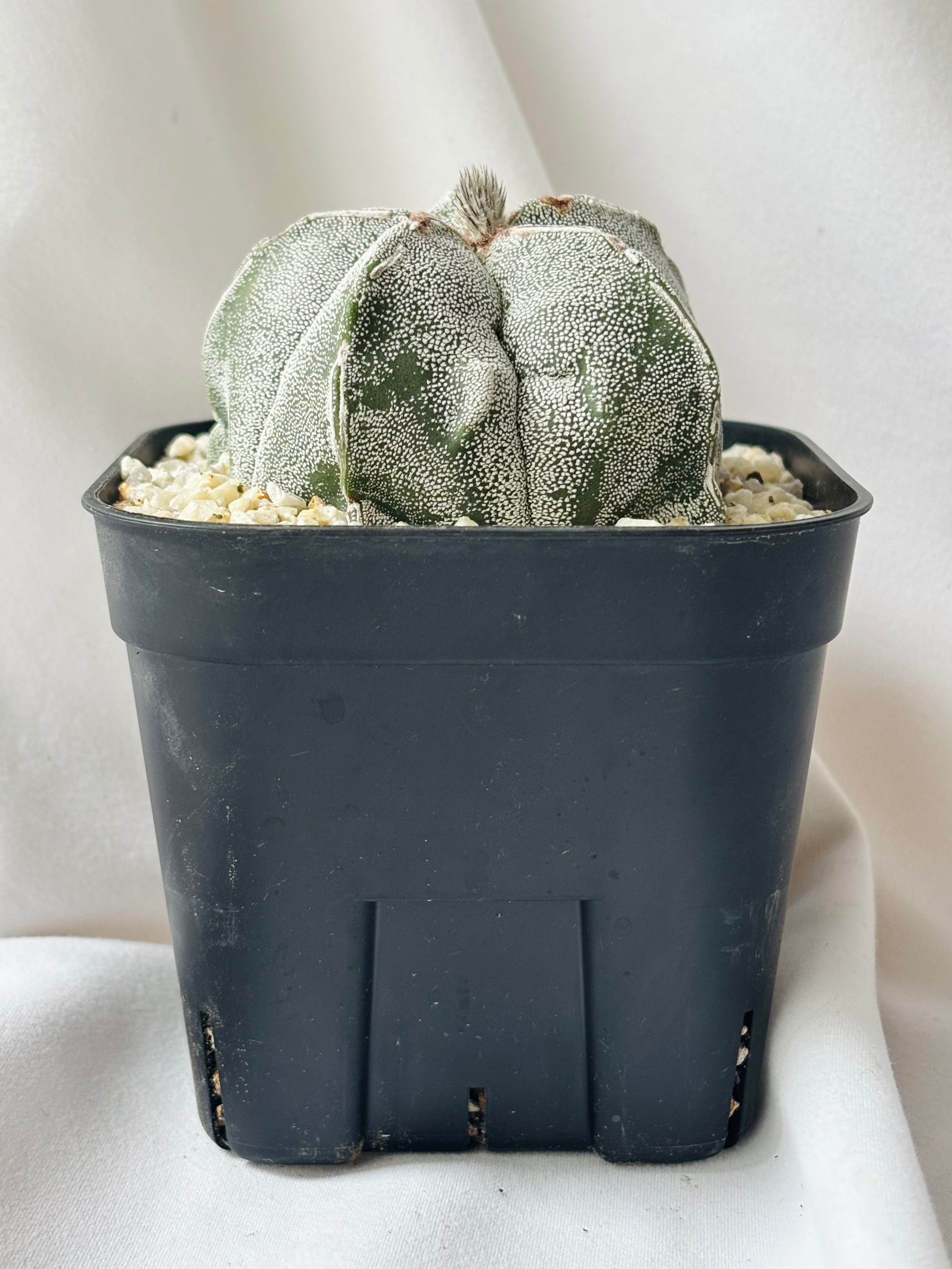 Astrophytum myriostigma アストロフィツム ランポー玉 恩塚×スト