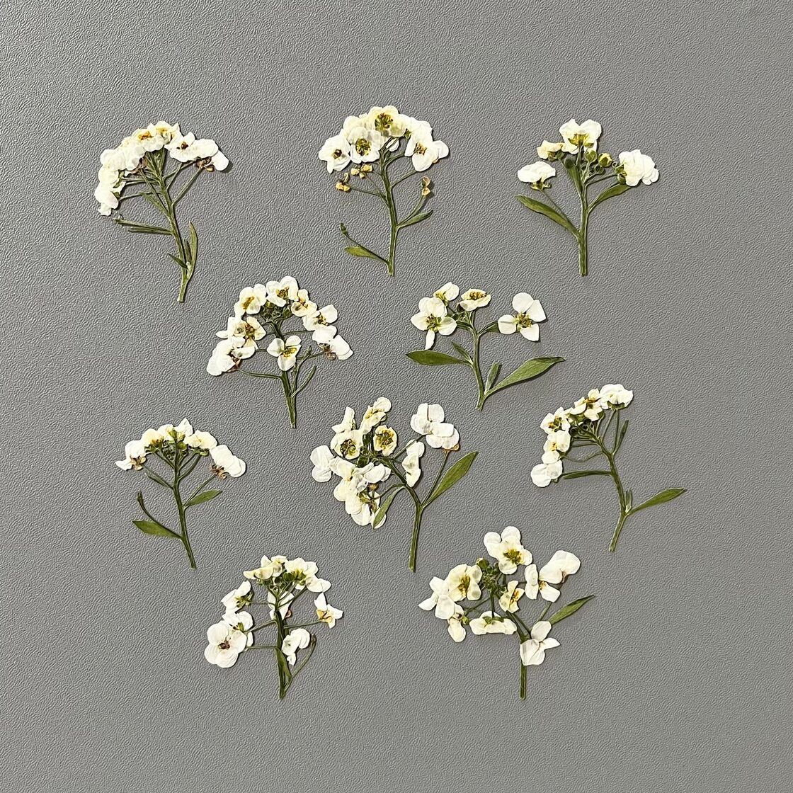押し花素材♡232 忙し アリッサム