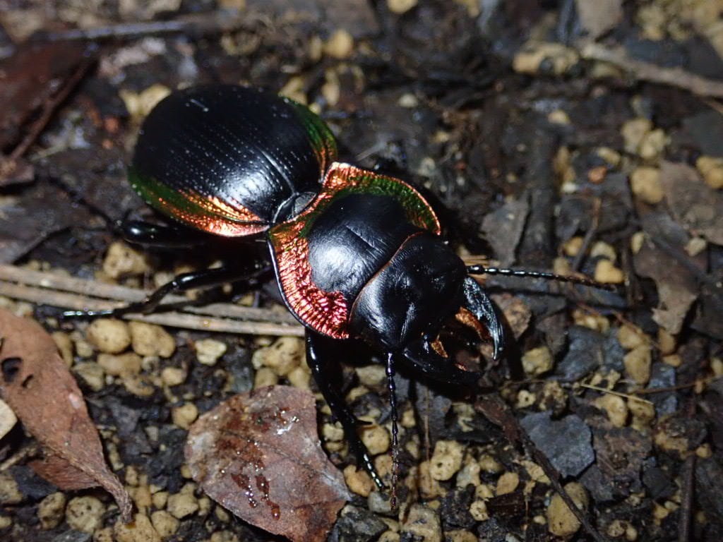 アカヘリエンマゴミムシ ラオス産 | Bebe Rep. 奇蟲部門