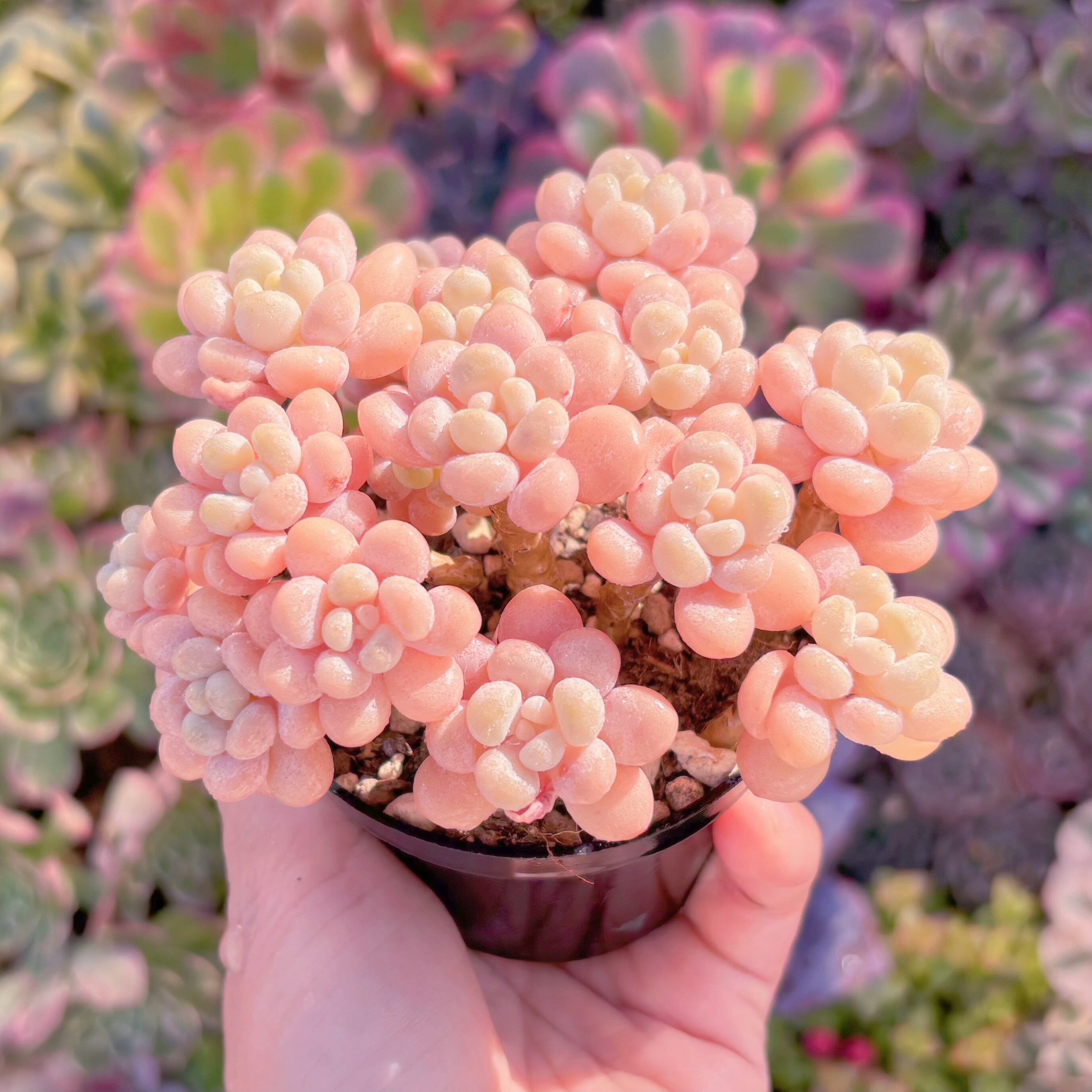 現品 丸葉ストロベリーミルク#1179 群生 るる農園 | るる農園~多肉植物専門