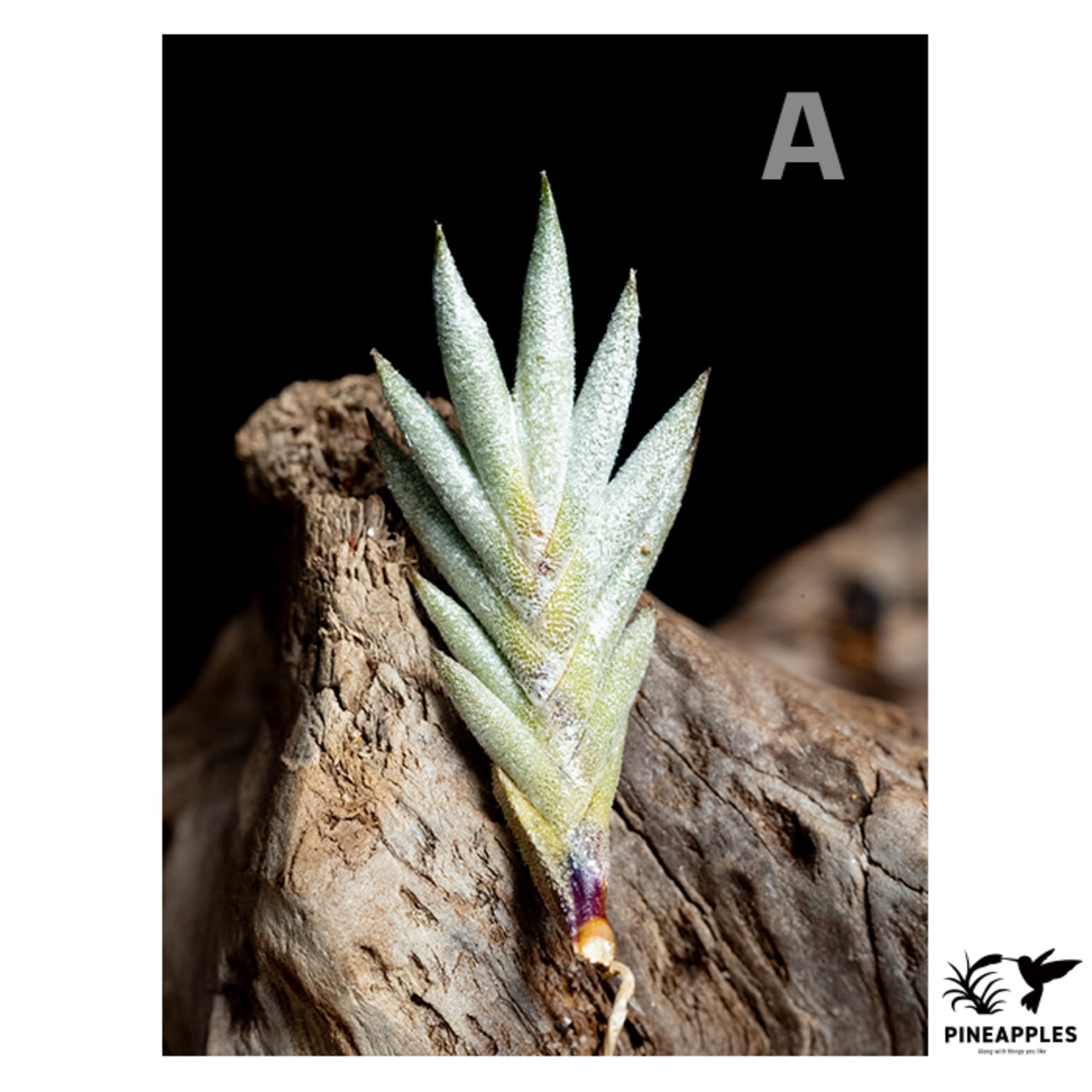 Tillandsia capillaris HR7101c (White Flower) - 3