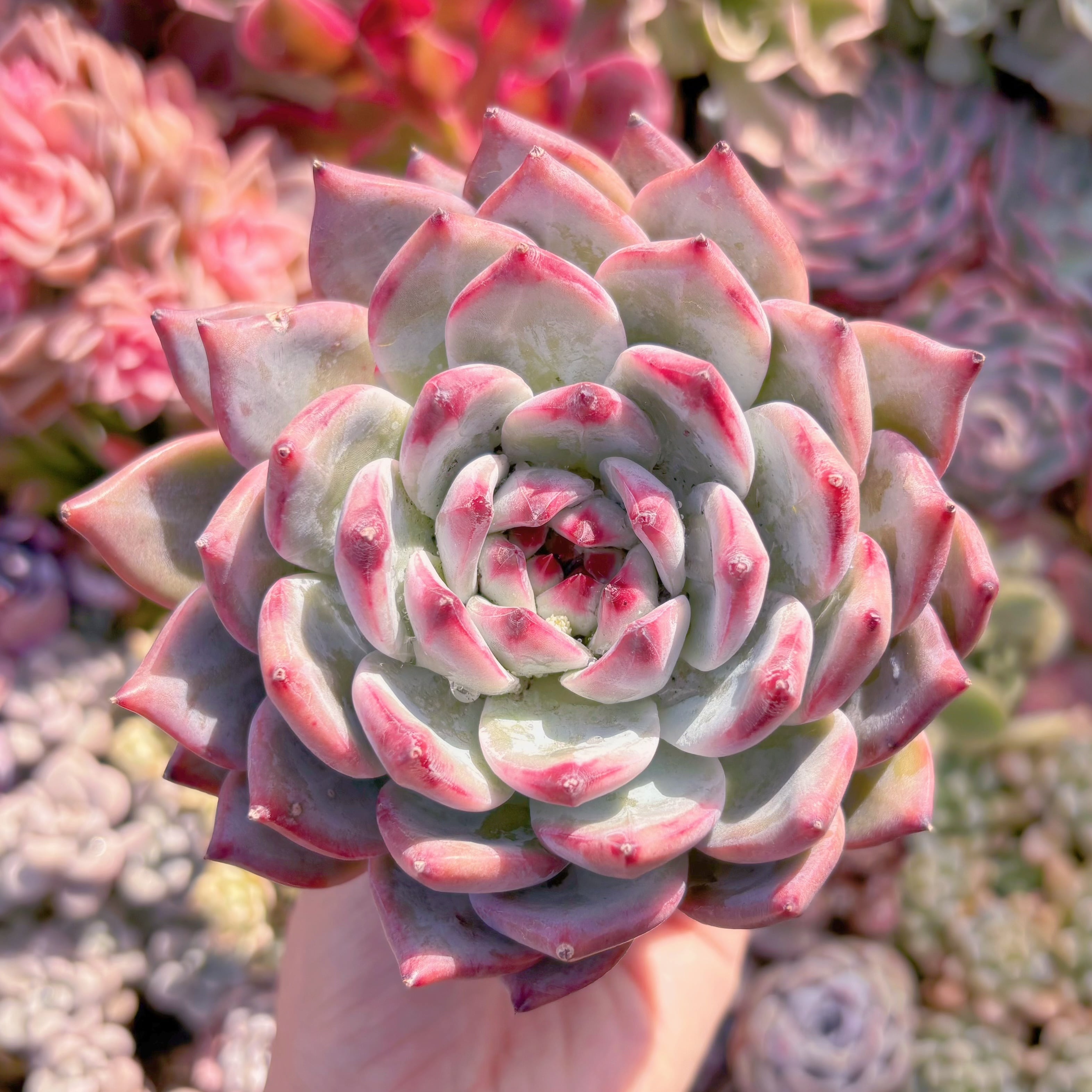 現品　ダイヤモンドコロラータ#1113　大苗　るる農園