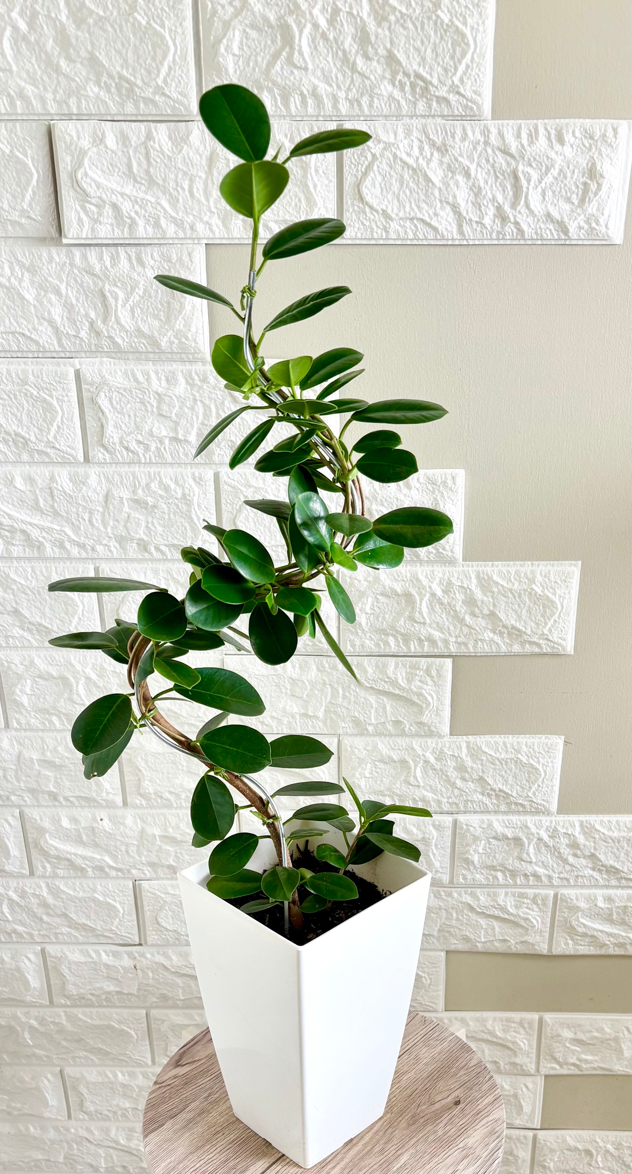 現品】パンダガジュマル 曲がり 観葉植物 | 観葉植物のお店 feerie