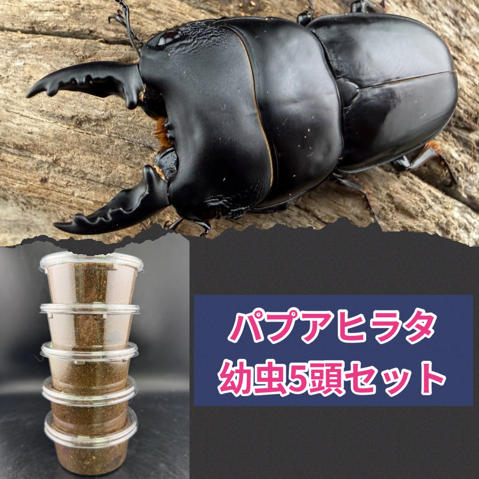 ヘラクレスオキシデンタリス ヘラクレスオオカブト 幼虫10頭