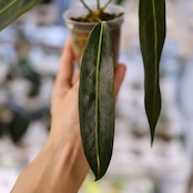 Anthurium wendlingeri⑤ / アンスリウム・ウェンドリンゲリ│観葉植物