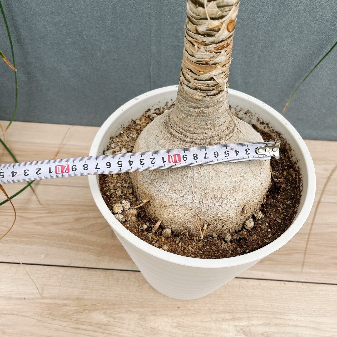 現品］60番 トックリラン 8号 ポニーテール ノリナ 観葉植物 室内 大型