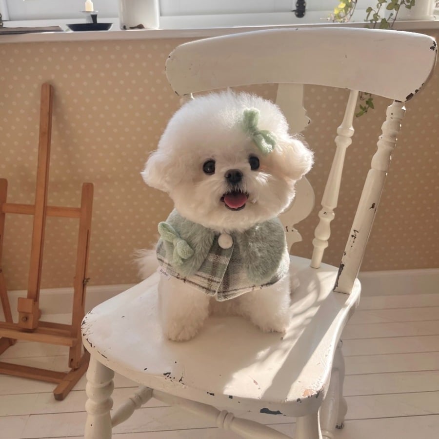 予約】[Hi yeboo] Fluffy Cushion Bag / Mサイズ | LUANA DOG