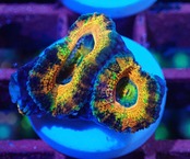 【現地買付】LordhowensisFrag "PremiumRainbow"  4