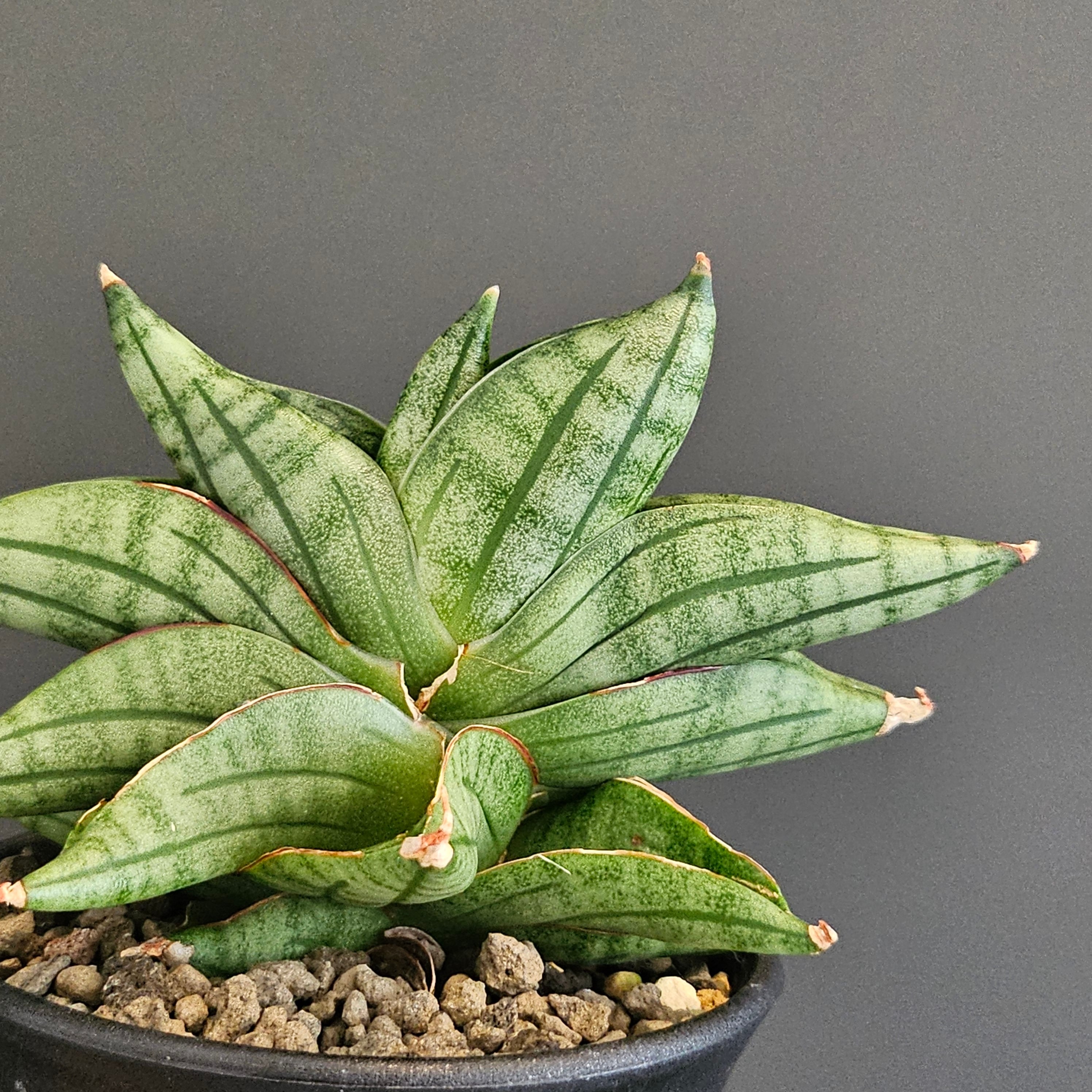 Sansevieria viena サンスベリア ヴィエナ | Plants Baka