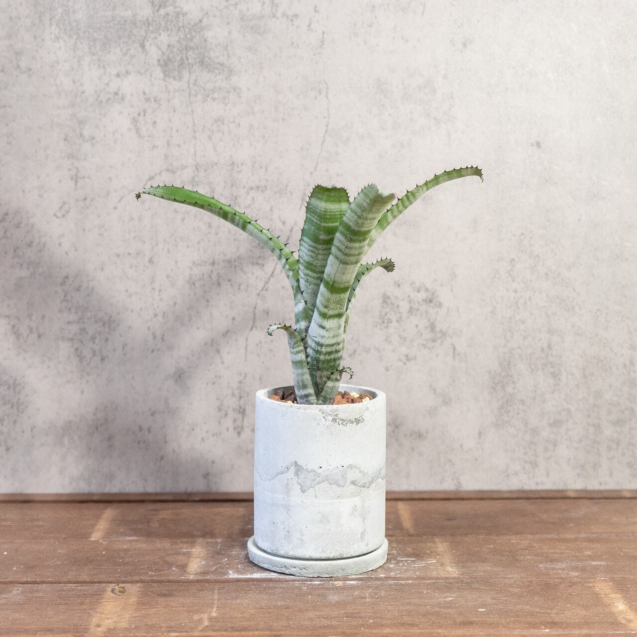 ビルベルギア｜独特の縞模様と波打つ葉が魅力の観葉植物【手づくりモルタル鉢】