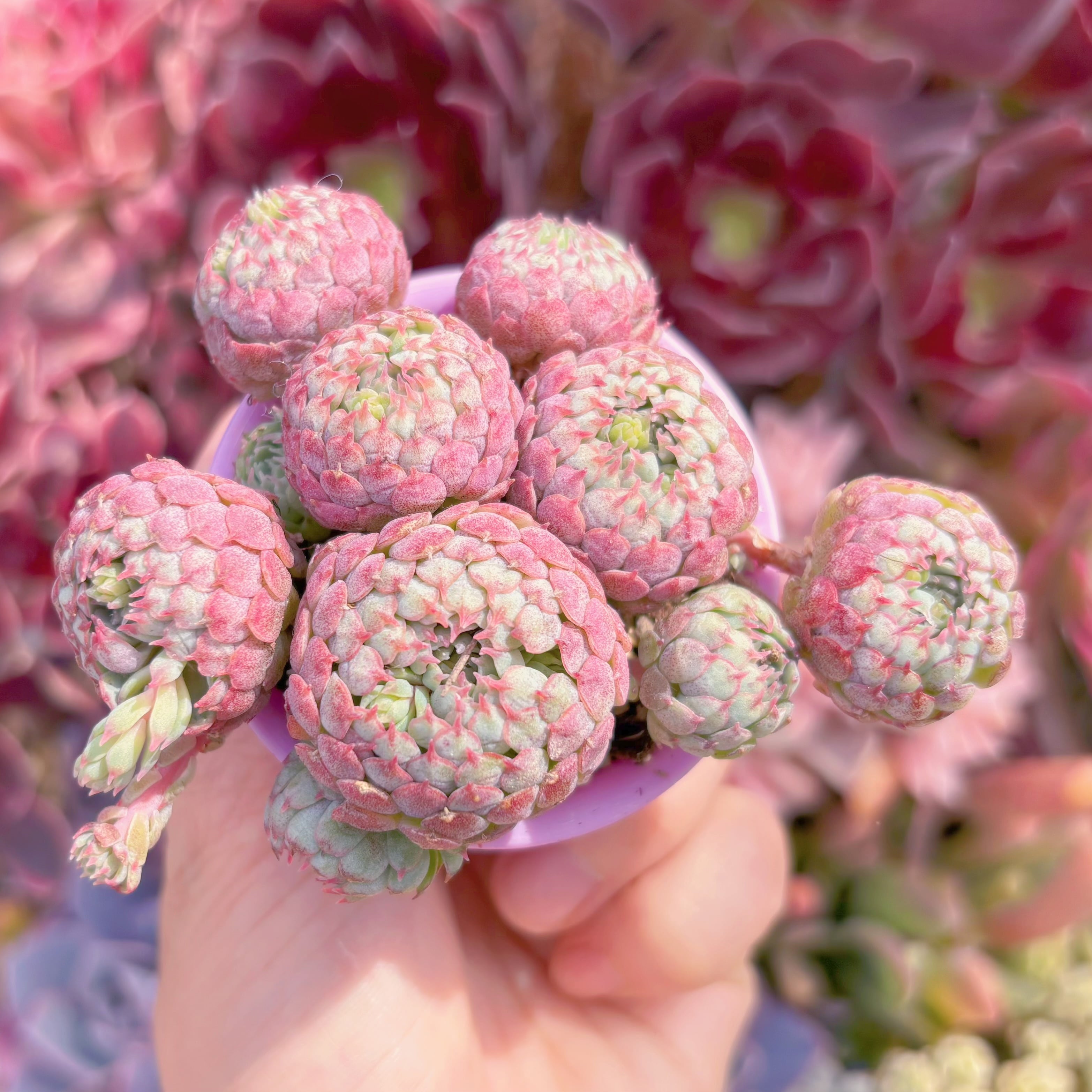 現品　グロブローサ#C28　るる農園