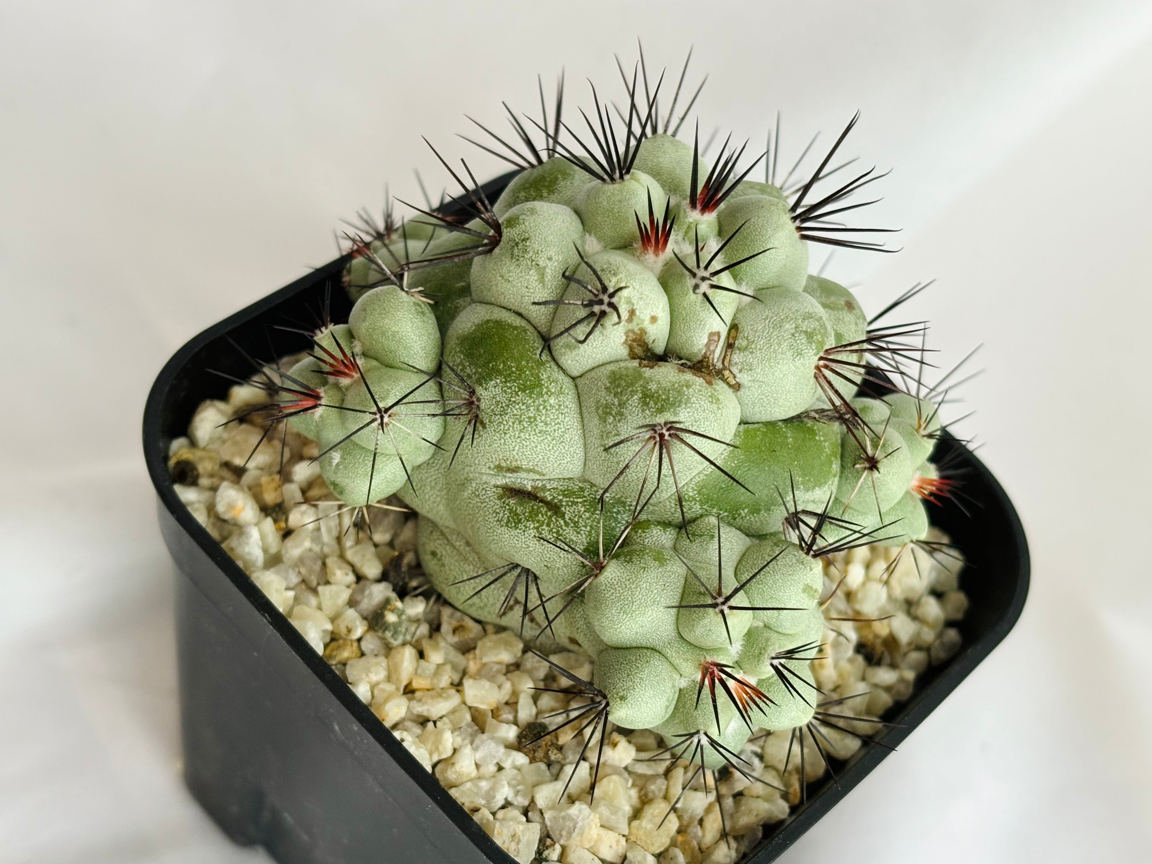 マクドガリー群生 カキコ サボテン