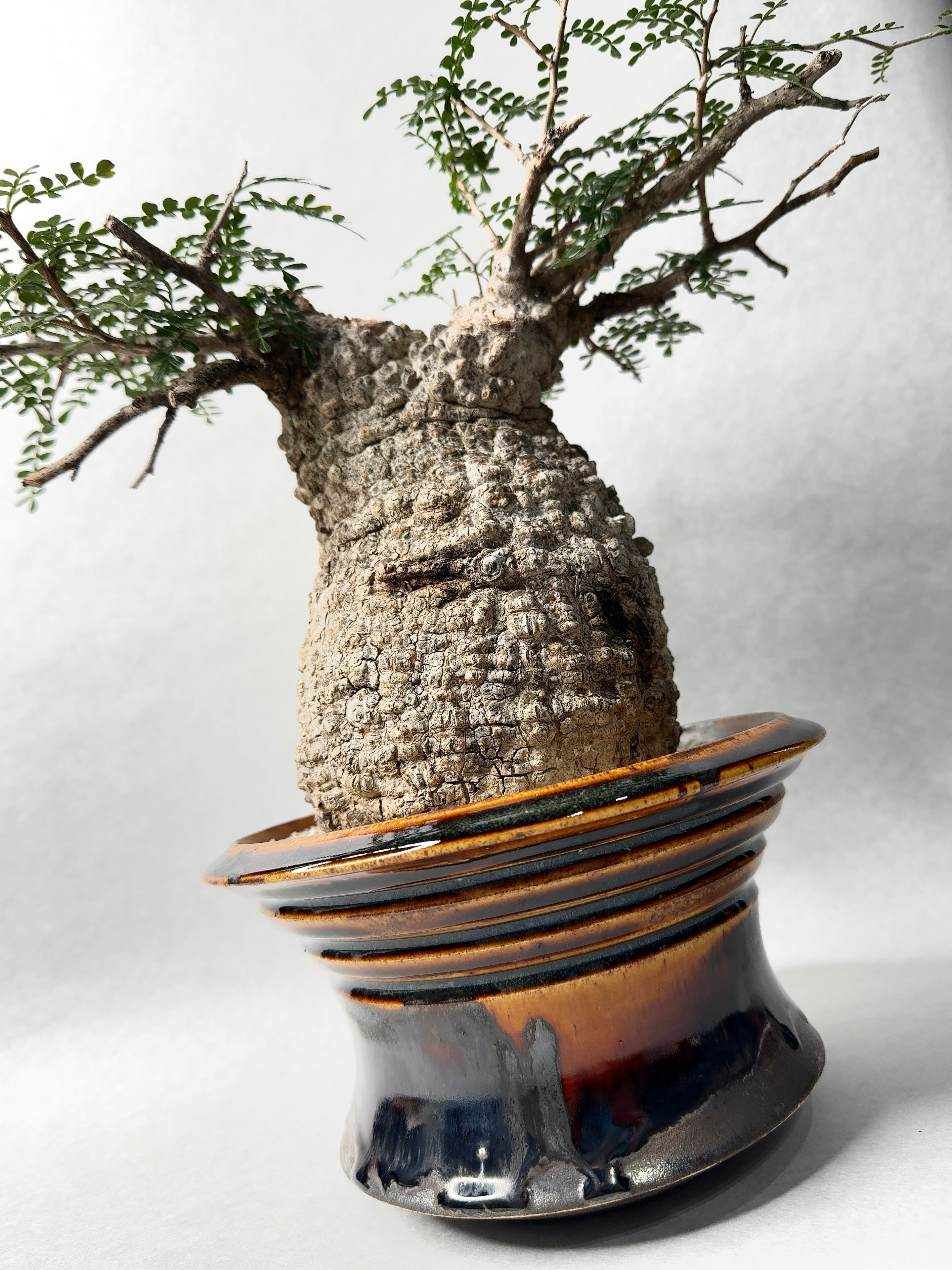 オペルクリカリア・パキプス(大株) | trigger