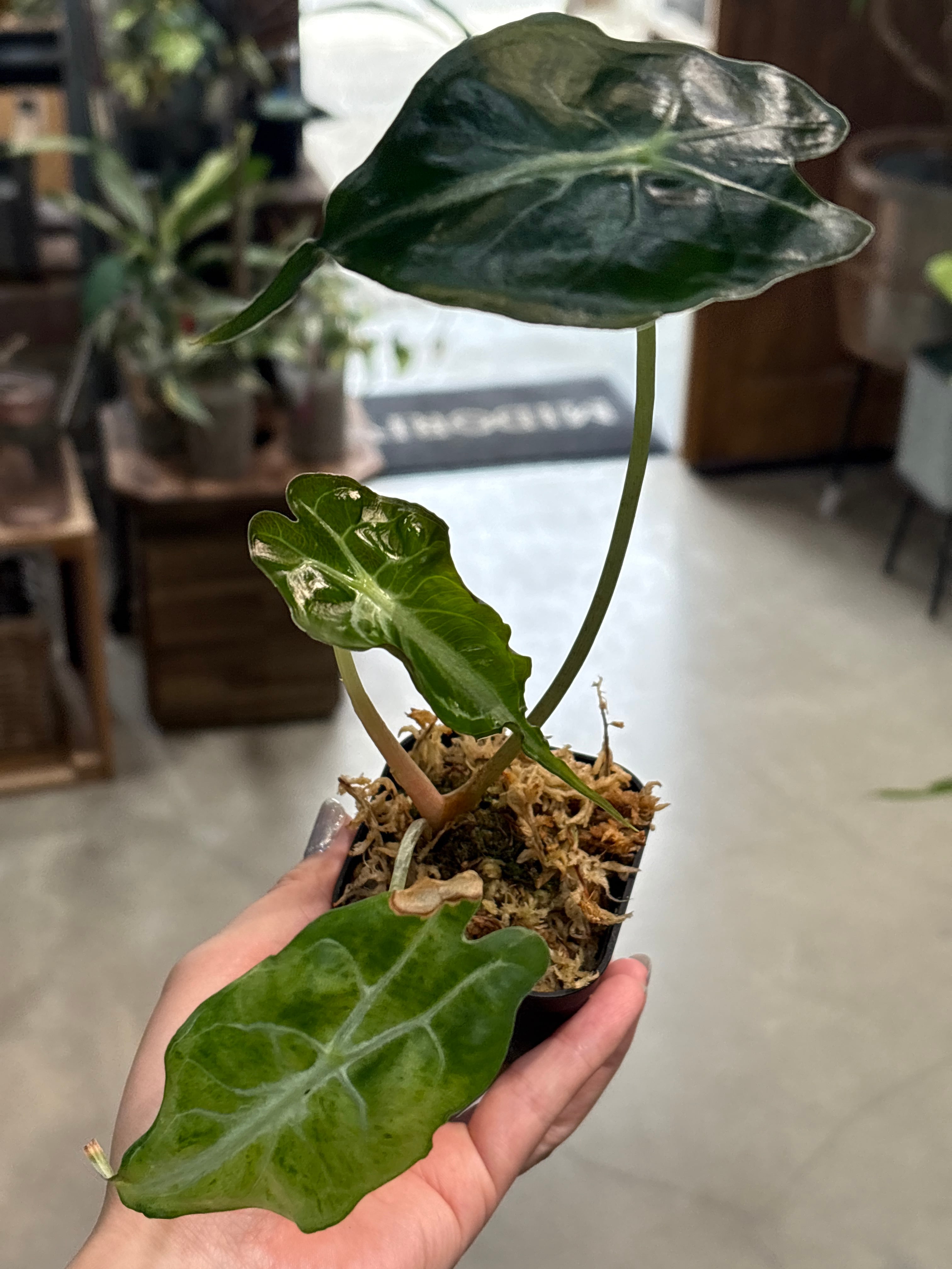 D アロカシア ニンジャ 抹茶ラテ | MIDORIYA 観葉植物専門店
