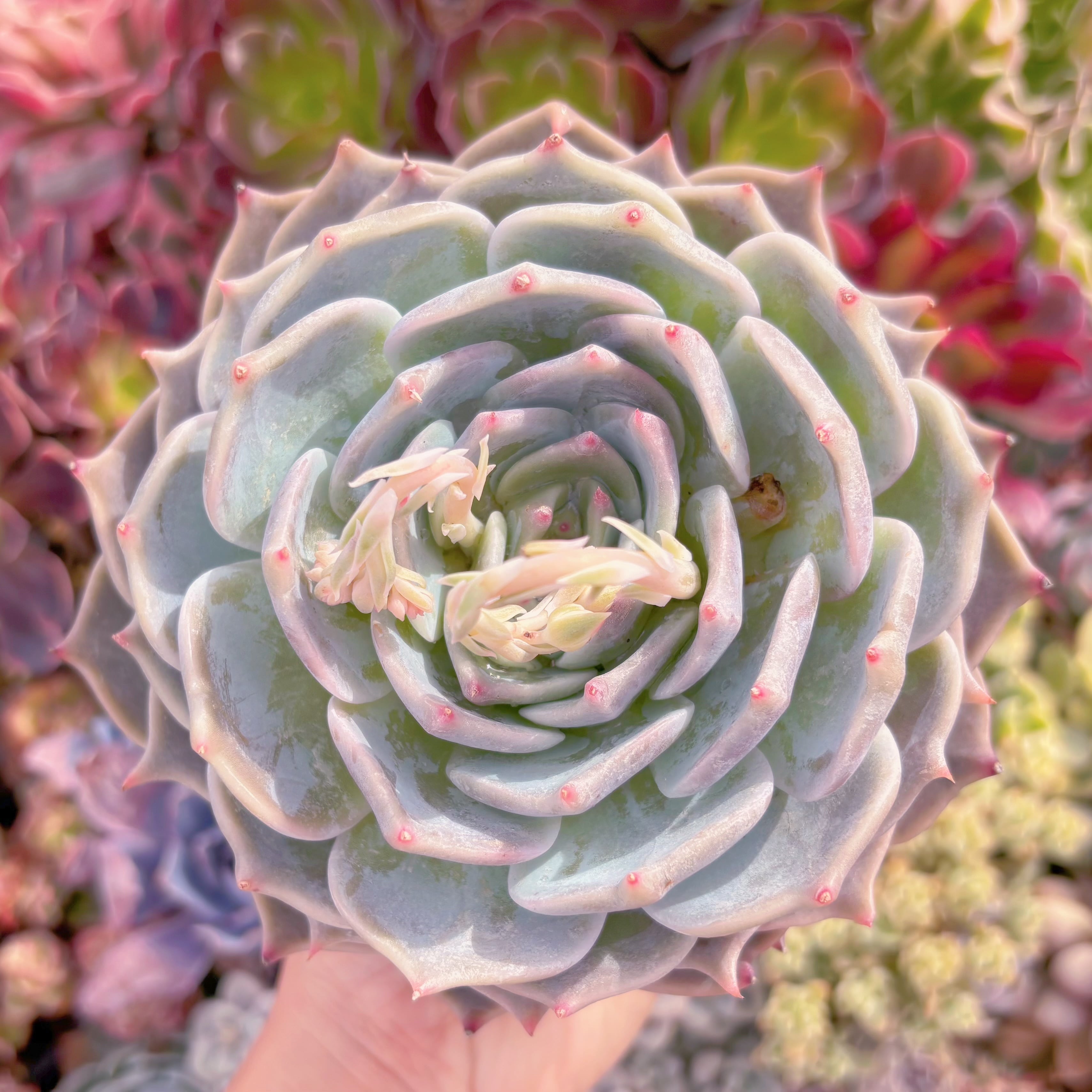 現品　ピカチュウ#933　特大苗　るる農園